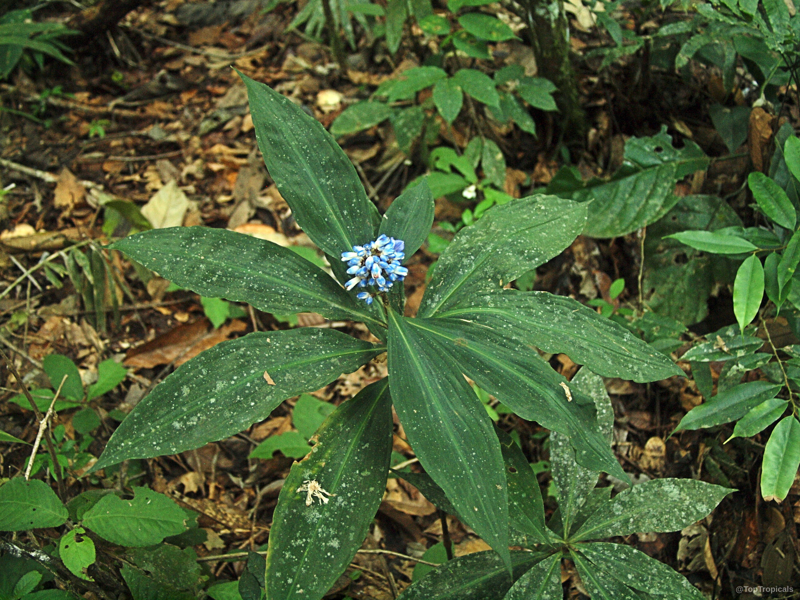 Dichorisandra thyrsiflora (Blue Ginger) growing with dark green leaves and a central blue flower cluster Dichorisandra thyrsiflora (Blue Ginger) plant with dark green leaves and small blue flower cluster
