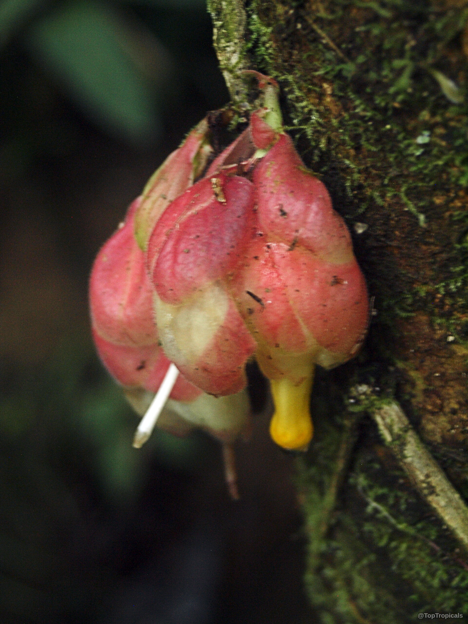 Drymonia coccinea (Drymonia) pink flower attached to rough bark surface with small yellow stem visible Drymonia coccinea (Drymonia) pink flower close up on bark surface for detailed identification purposes only