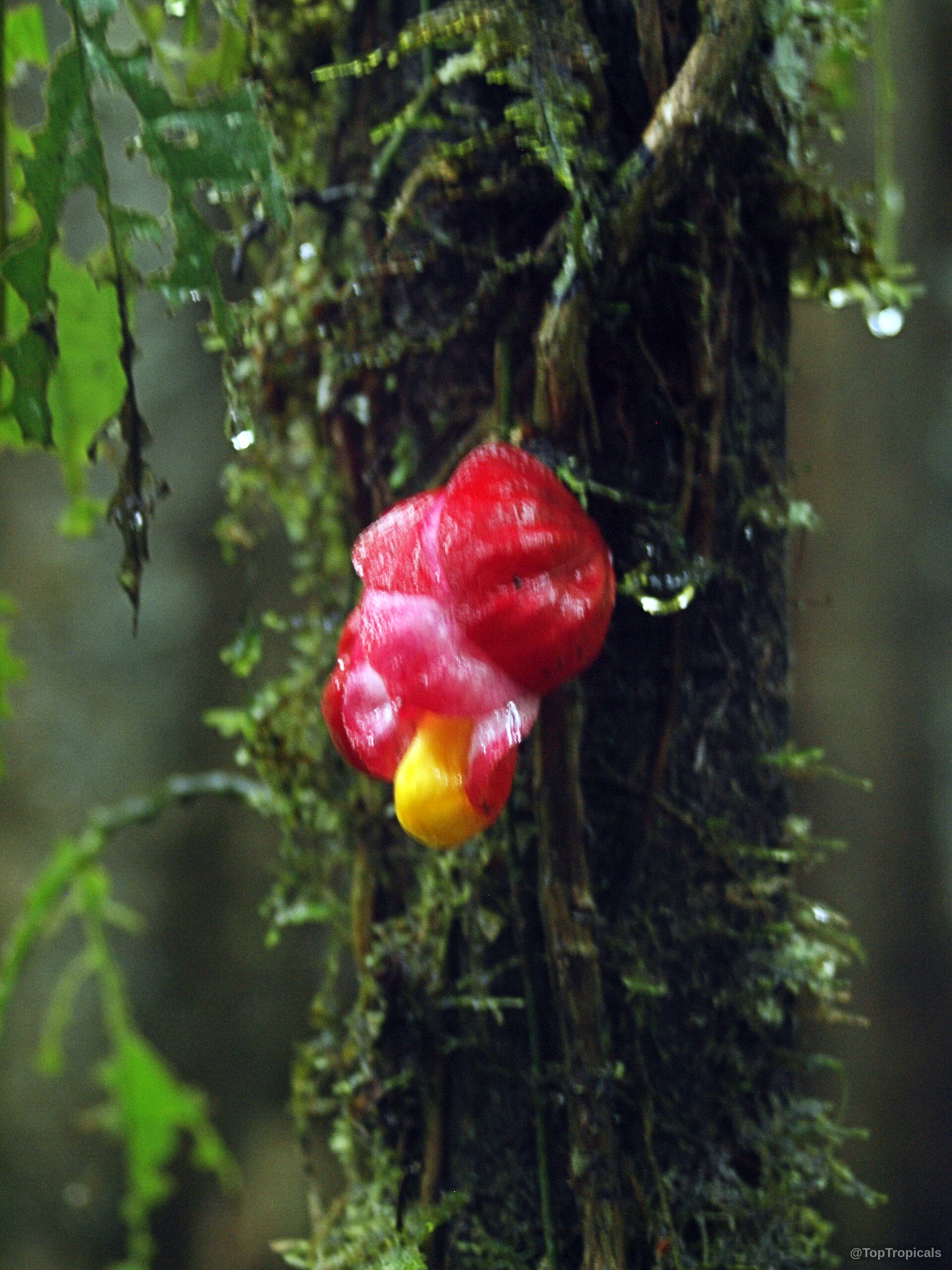 Drymonia coccinea (Drymonia) flower with rounded red petals and a yellow center on mossy bark. Drymonia coccinea (Drymonia) red yellow flower close up attached to dark mossy bark trunk.