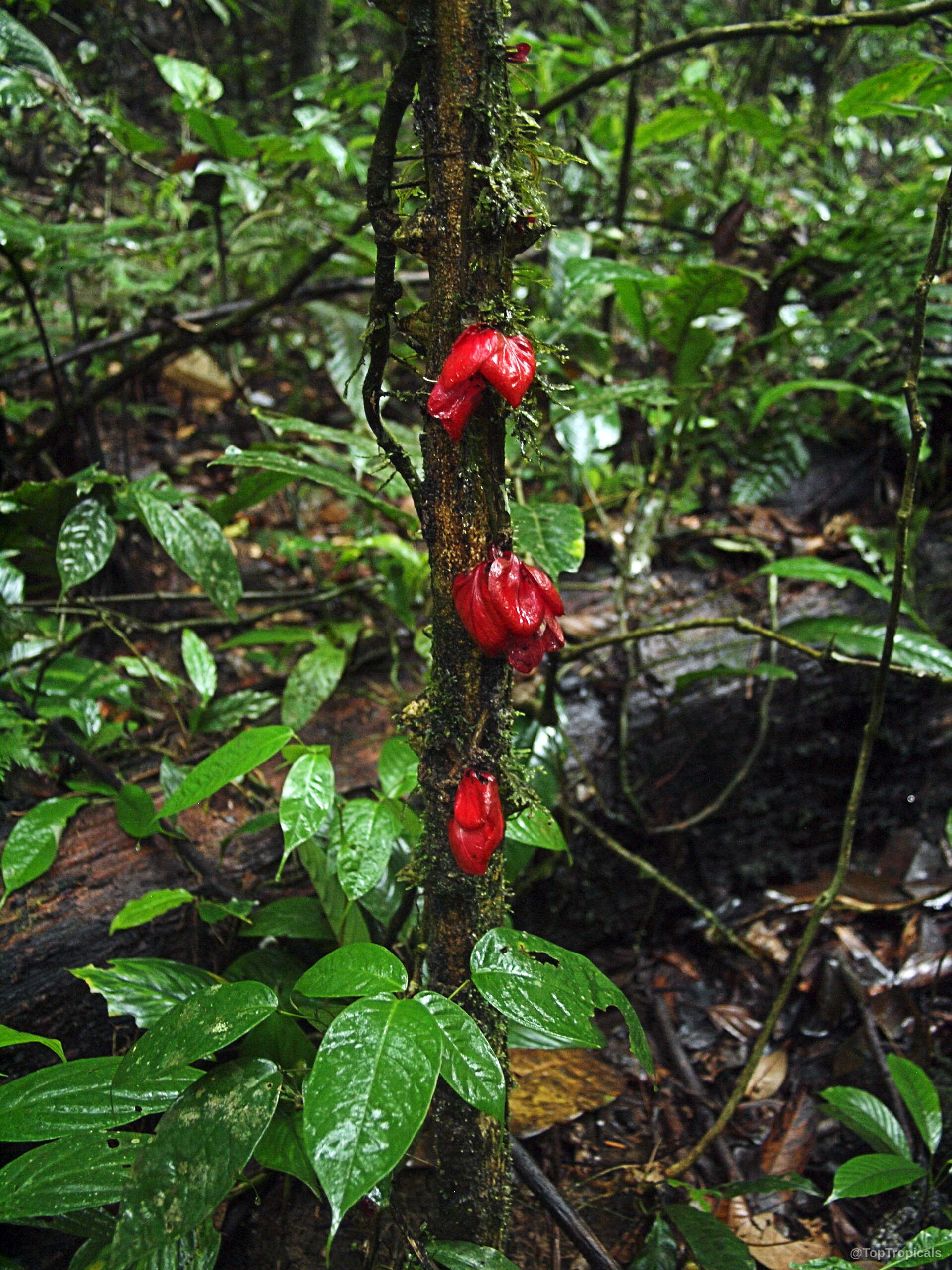 Drymonia coccinea (Drymonia) with multiple red flowers growing directly from the textured woody plant stem Drymonia coccinea (Drymonia) with vivid red flowers attached to the thick woody brown plant stem