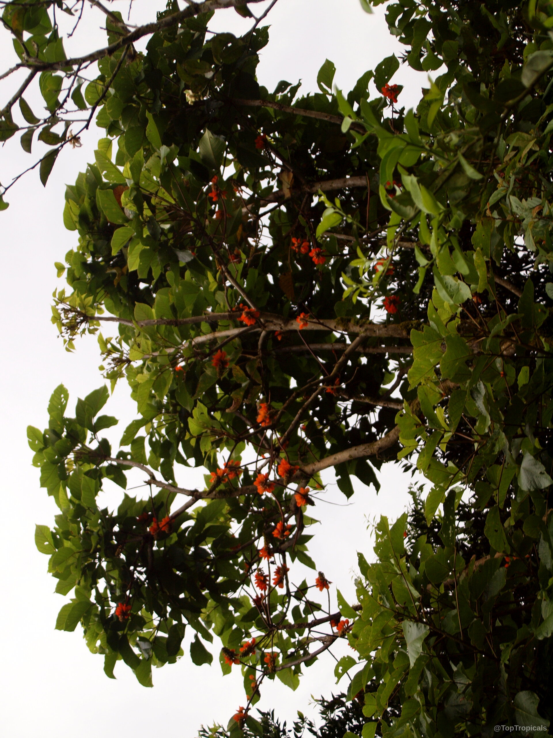 Erythrina sp. (Coral Tree) tree canopy filled with green leaves and small orange flower clusters. Erythrina sp. (Coral Tree) tree with green leaves and small orange flowers on branches
