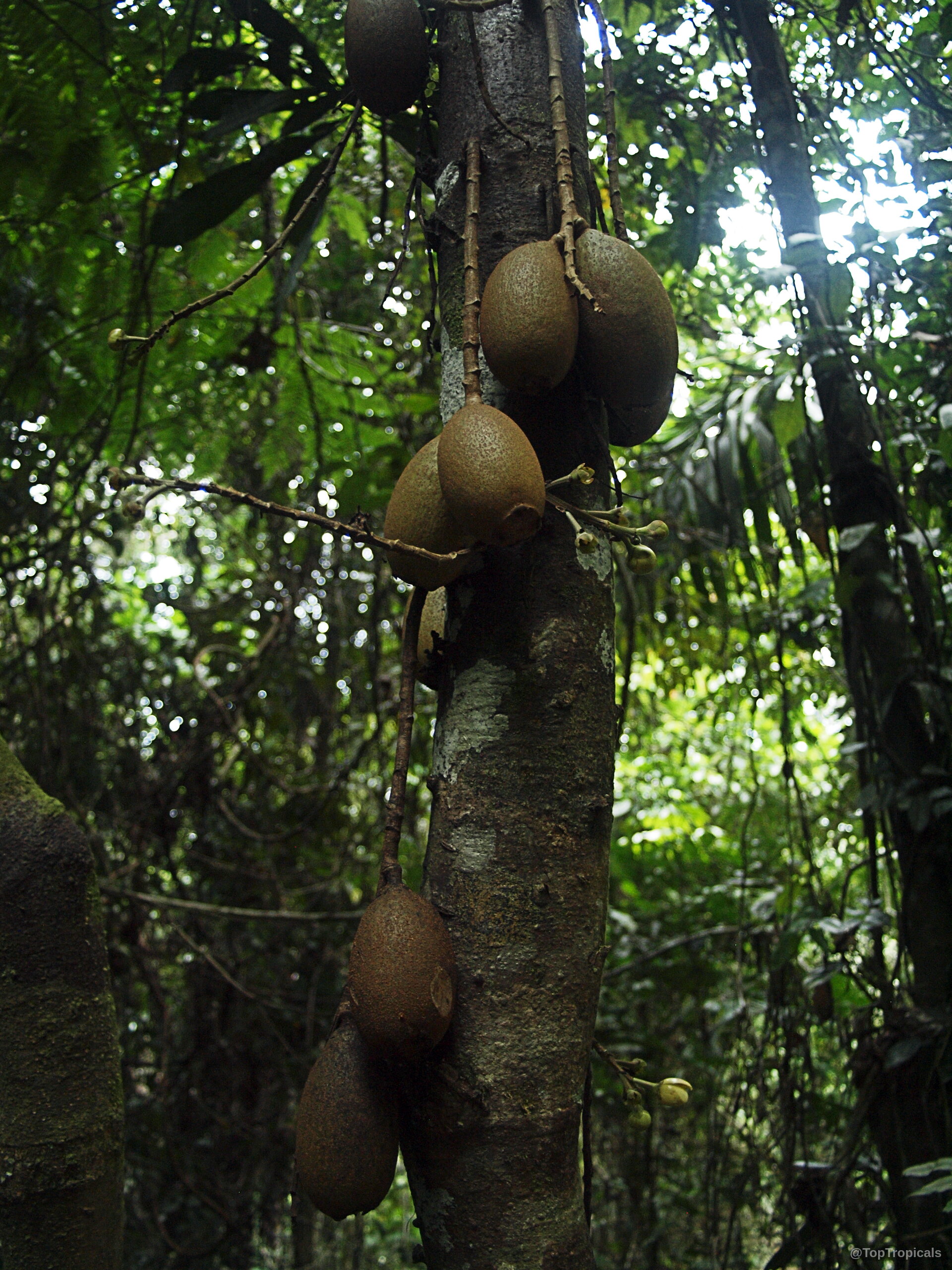Grias neuberthii (Piton Tree) with brown oval fruit attached directly to the main tree trunk. Grias neuberthii (Piton Tree) with brown fruit hanging on the bark of the tall tree.