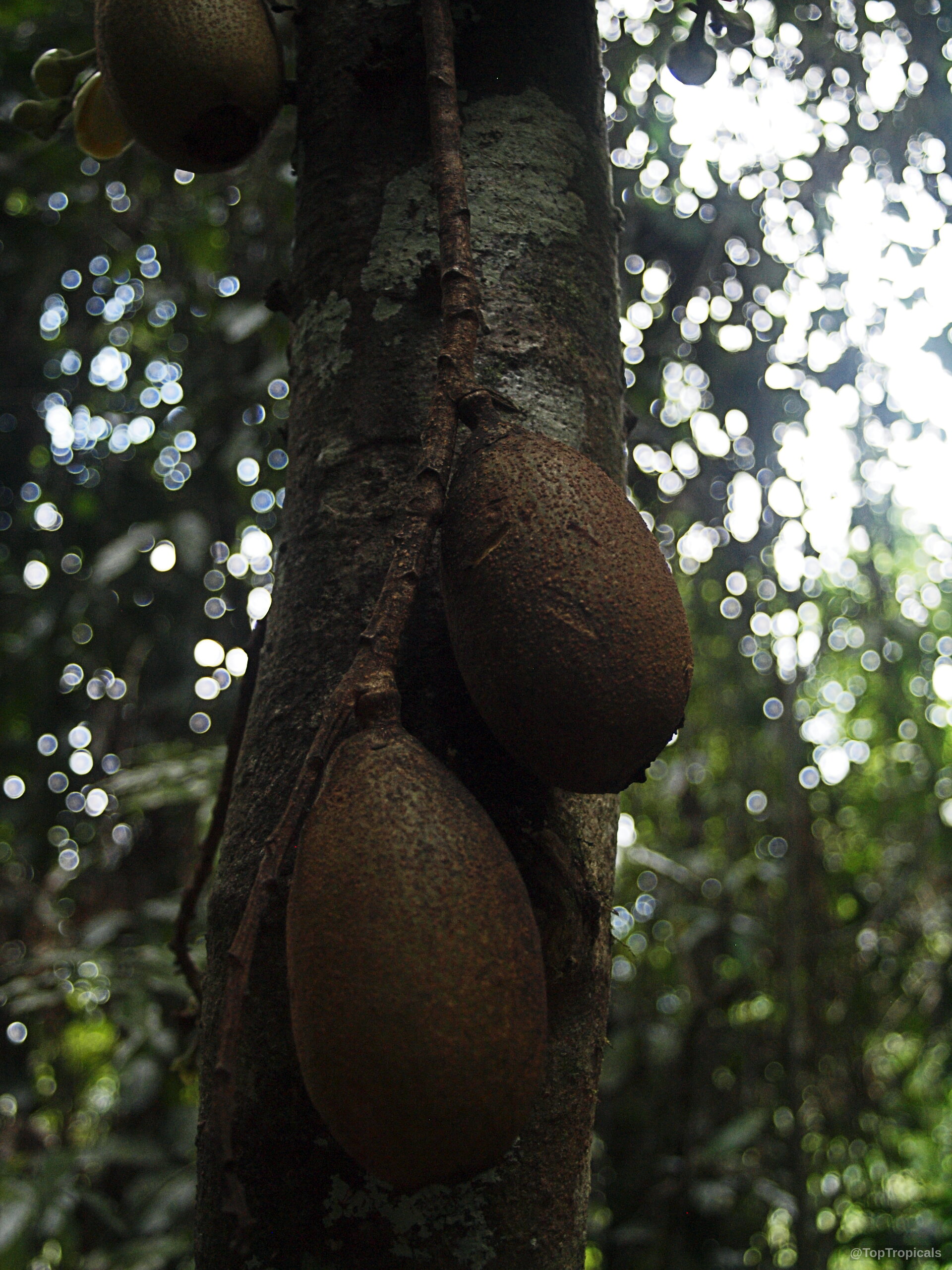 Grias neuberthii (Piton Tree) large brown fruit hanging directly from the rough grey tree trunk Grias neuberthii (Piton Tree) brown fruit hanging from tree trunk bark close up