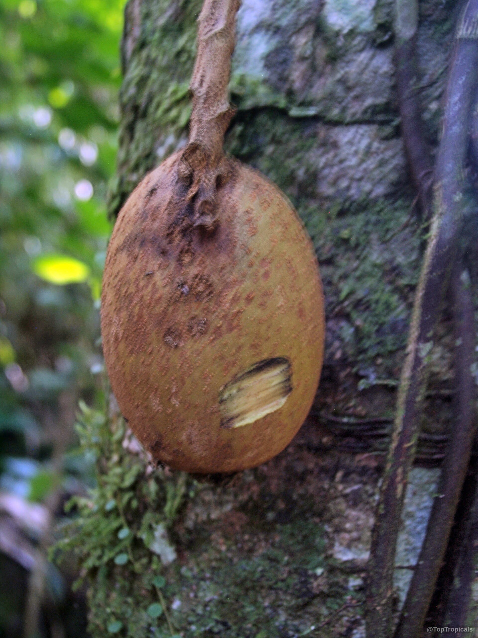 Grias neuberthii (Piton Tree) oval brown fruit attached directly to a textured tree trunk. Grias neuberthii (Piton Tree) brown fruit hanging from tree trunk, close up.