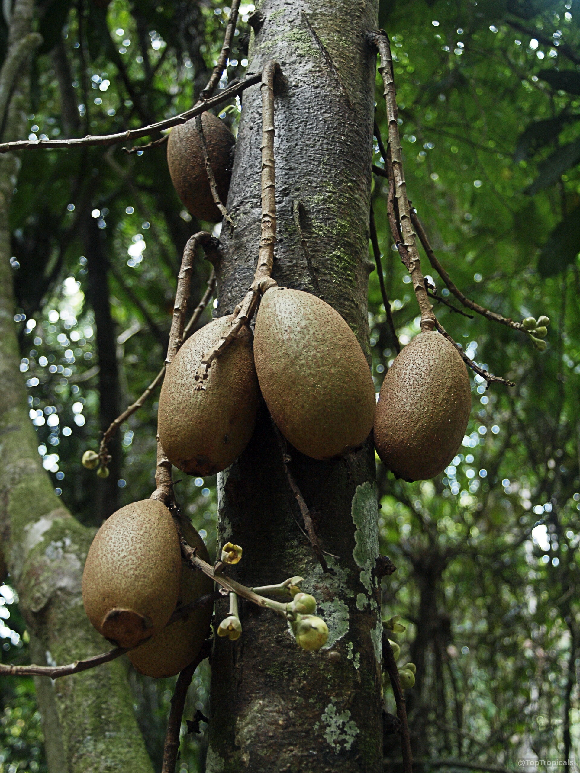Grias neuberthii (Piton Tree) with several large brown oval fruits hanging from the main tree trunk. Grias neuberthii (Piton Tree) with brown oval fruit hanging directly on the rough bark trunk.