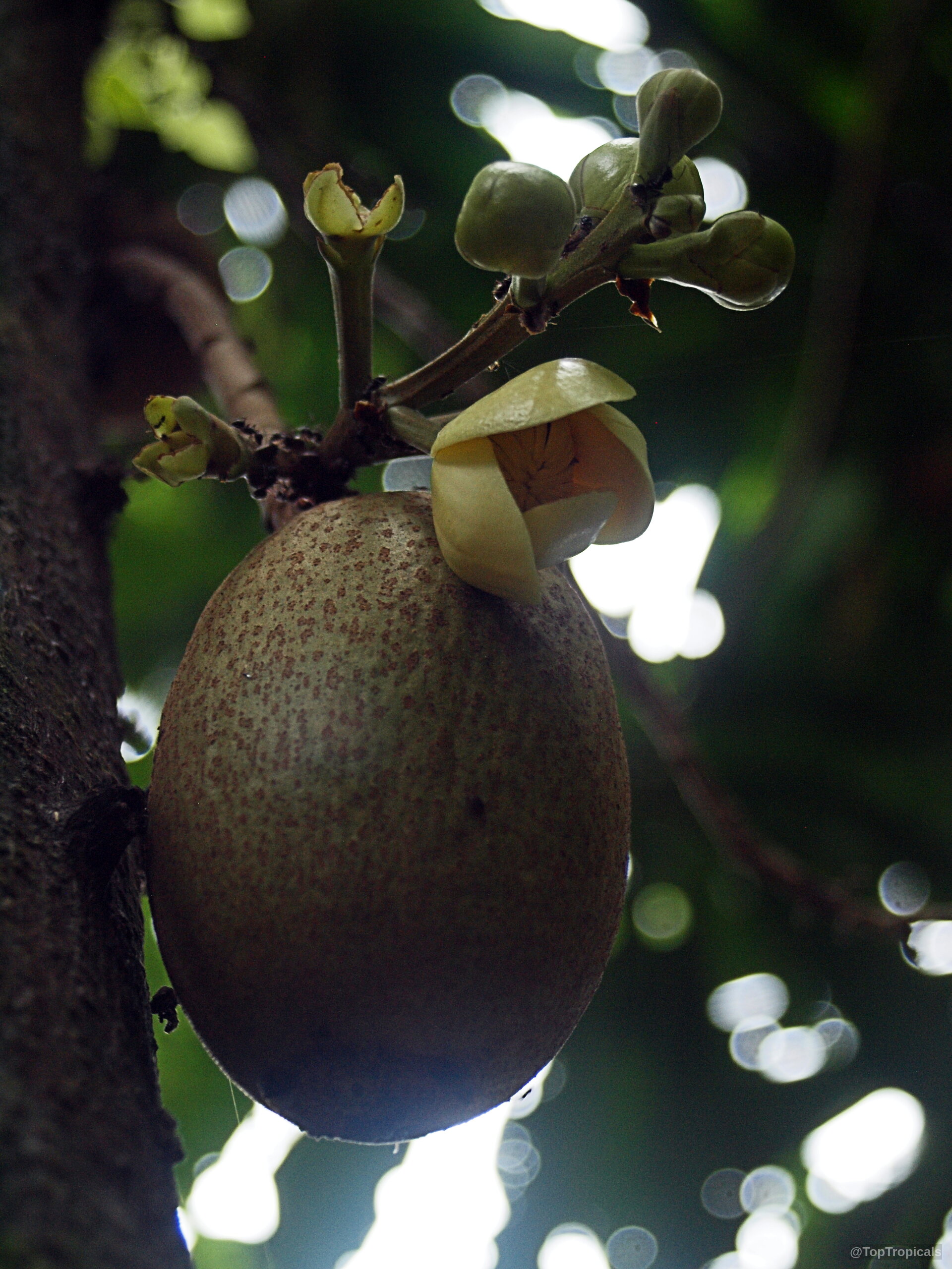 Grias neuberthii (Piton Tree) showing a pale yellow flower growing above its round brown fruit. Grias neuberthii (Piton Tree) cream yellow flower and large brown speckled fruit close up