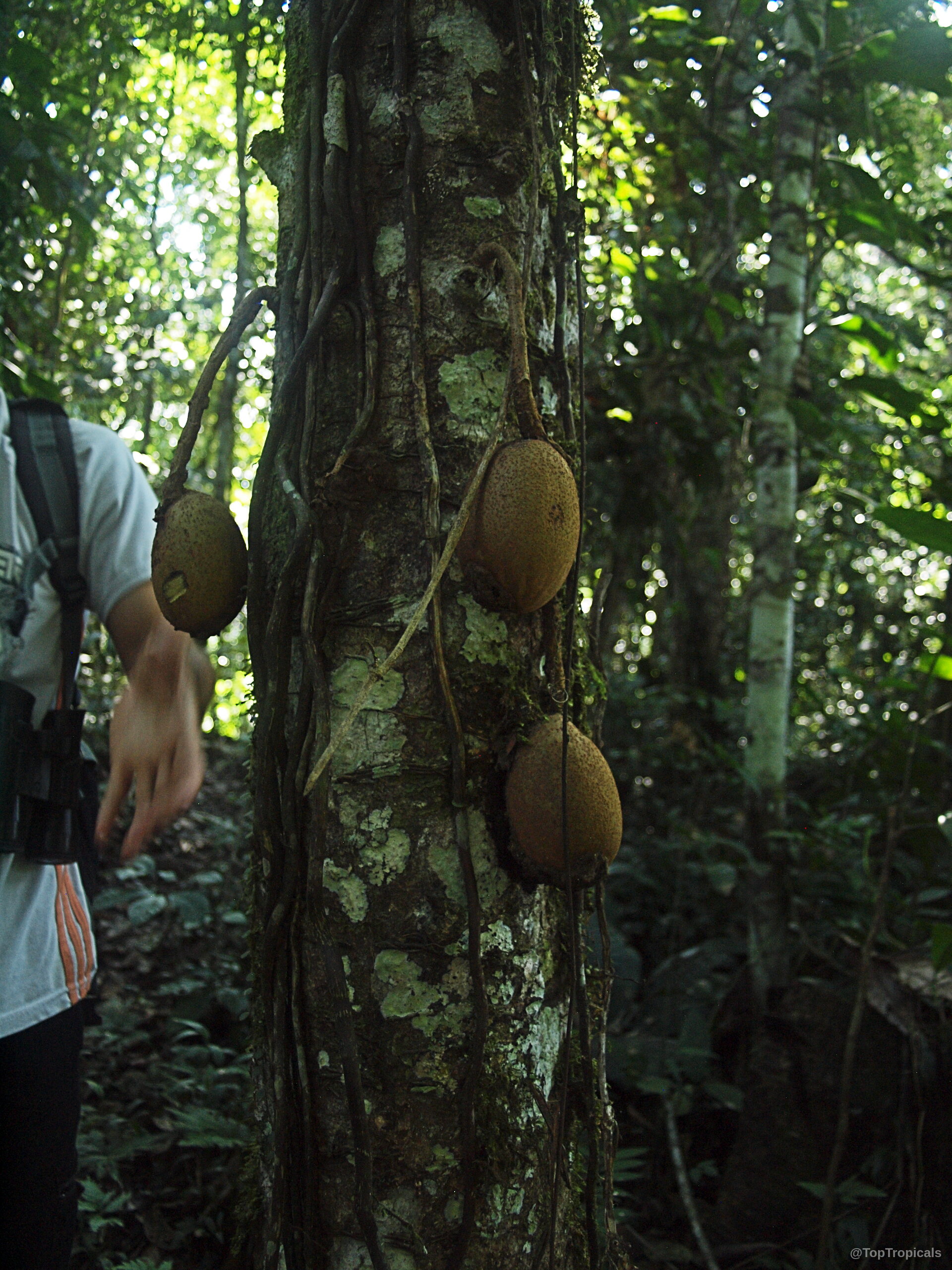 Grias neuberthii (Piton Tree) trunk covered in thick bark with large brown fruit dangling from stems. Grias neuberthii (Piton Tree) with hanging round brown fruit on the textured tree trunk.