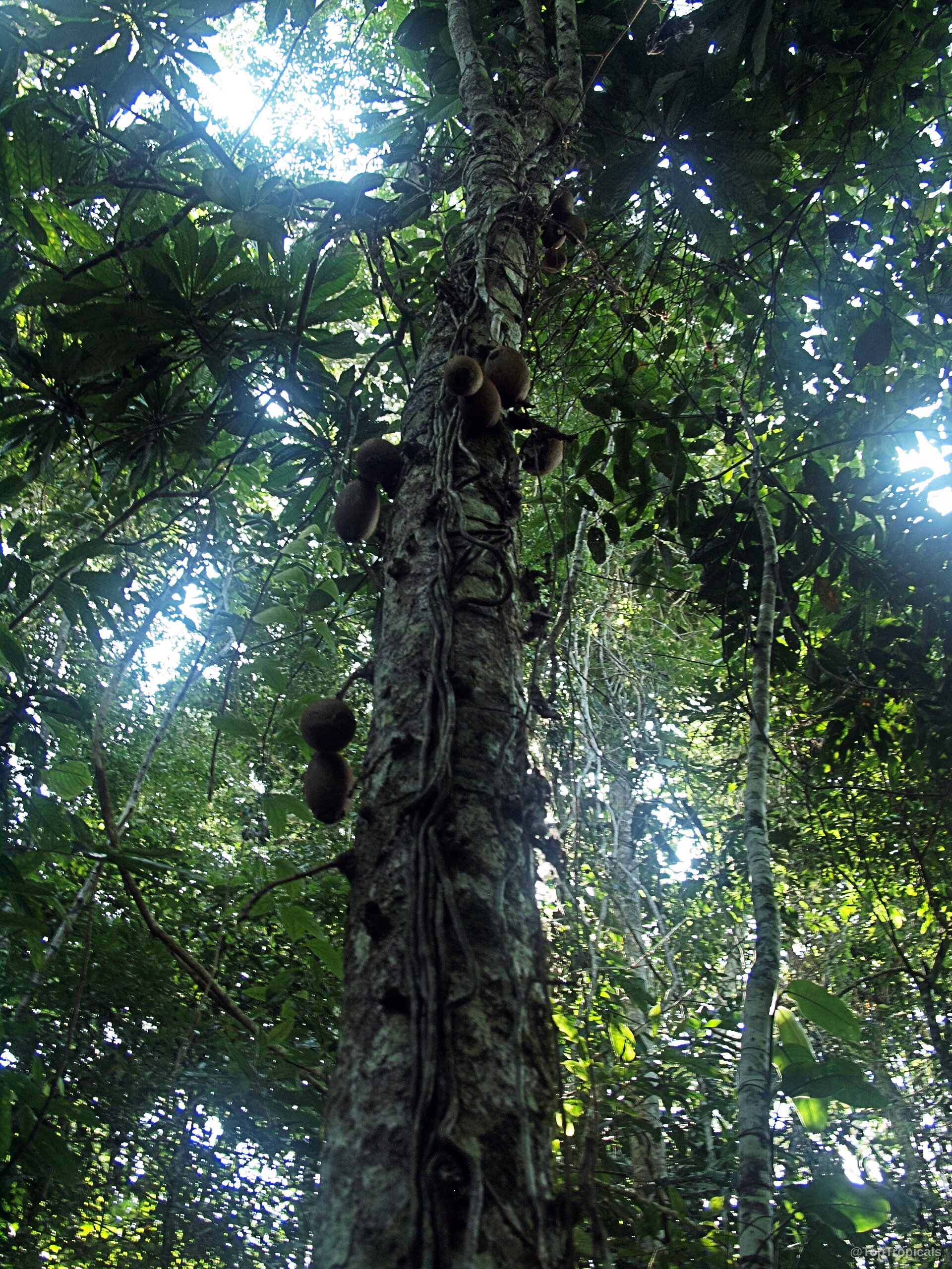 Grias neuberthii (Piton Tree) with brown spherical fruit growing directly along the thick textured trunk. Grias neuberthii (Piton Tree) tall brown fruit trunk, green canopy overhead, upwards tree view.