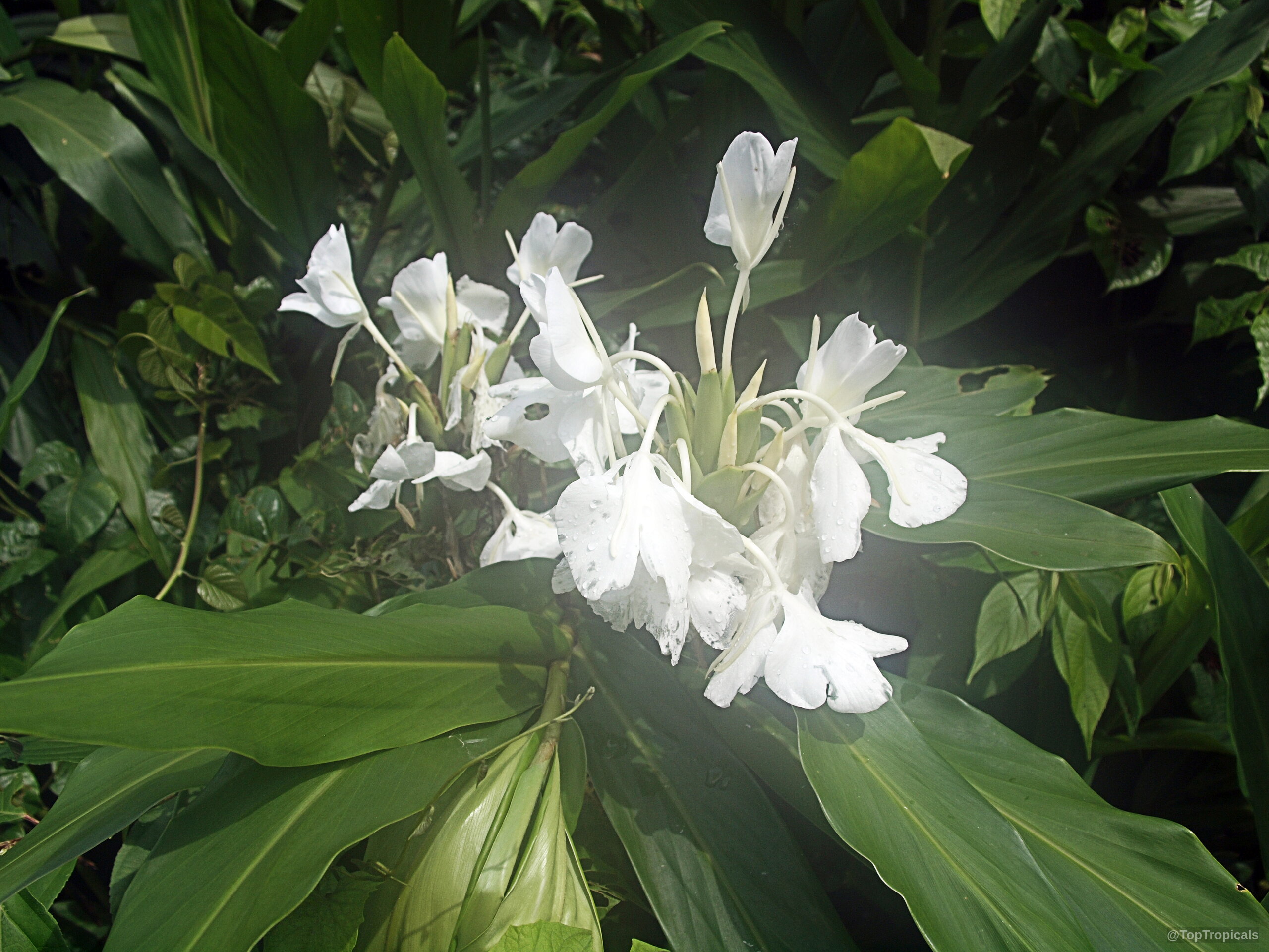 Hedychium coronarium (White Ginger) white flower clusters emerging from among long, tapered green leaves. Hedychium coronarium (White Ginger) white flower close up on broad green leaves