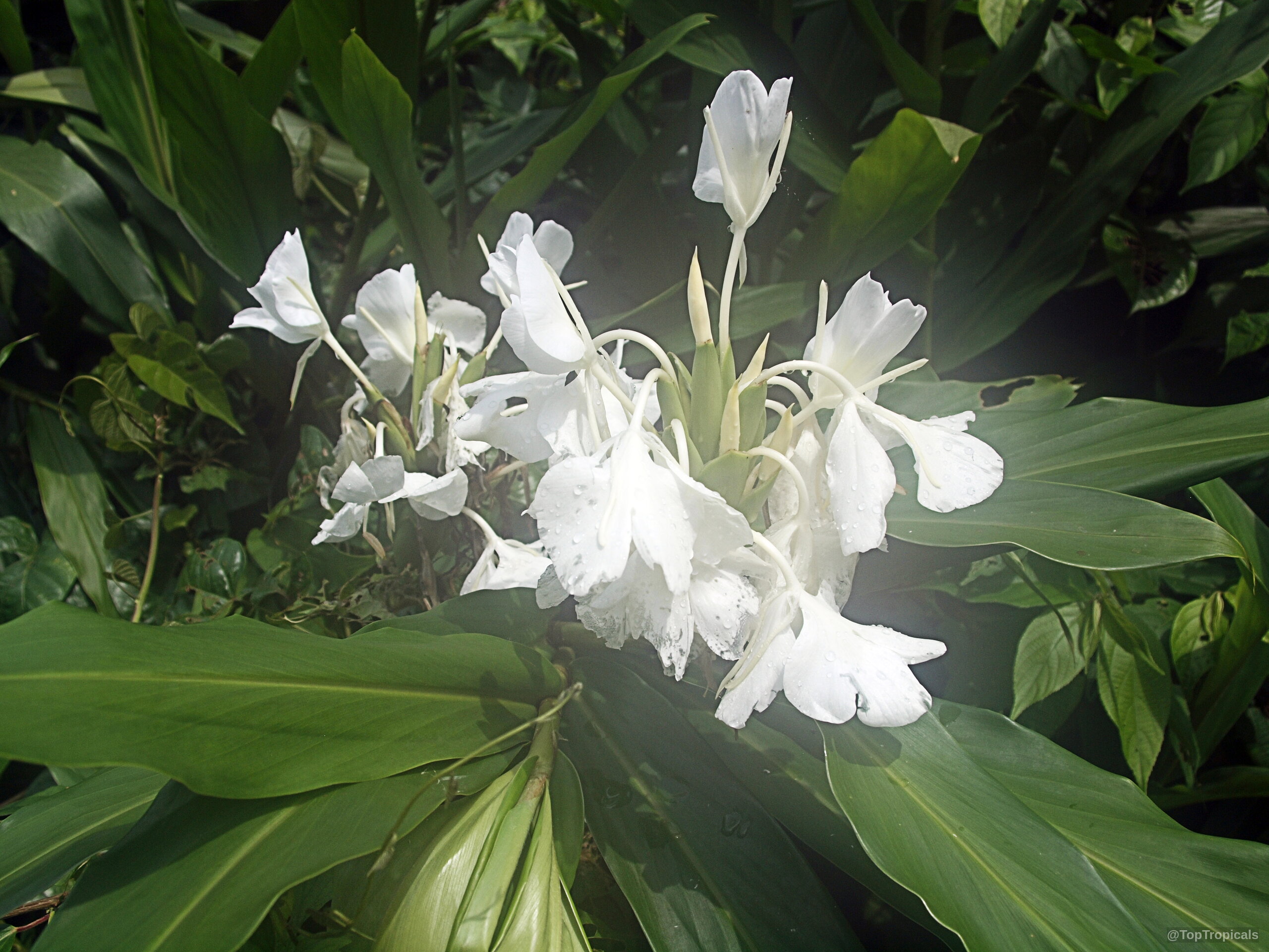 Hedychium coronarium (White Ginger) white flower cluster nestled among long green pointed foliage leaves. Hedychium coronarium (White Ginger) white flower close up on green leaves in sunlight.