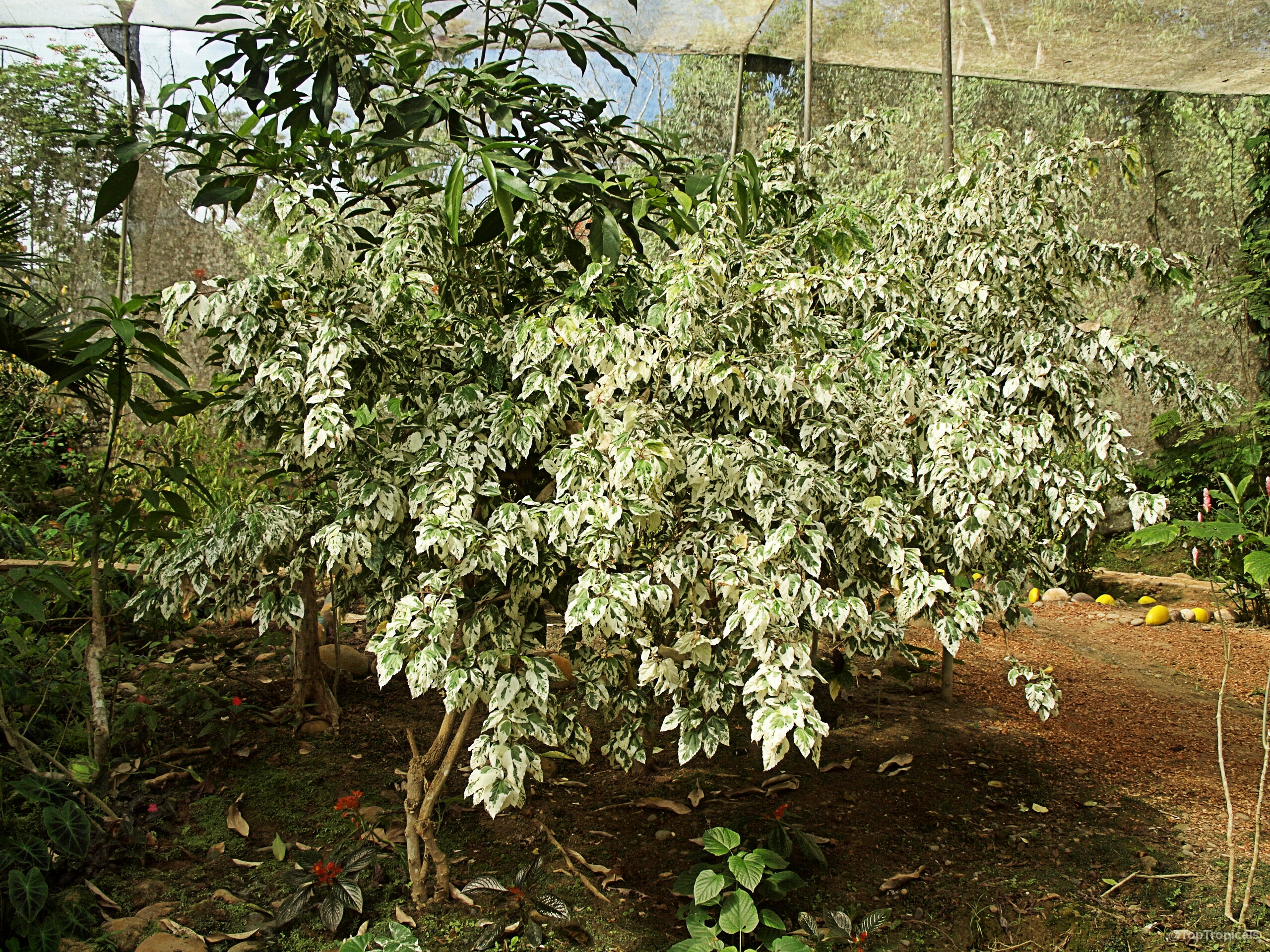 Hibiscus rosa-sinensis (Hibiscus Snow Queen) 'Snow Queen' with thick foliage displaying white and green variegation. Hibiscus rosa-sinensis (Hibiscus Snow Queen) 'Snow Queen' plant with white and green variegated leaves
