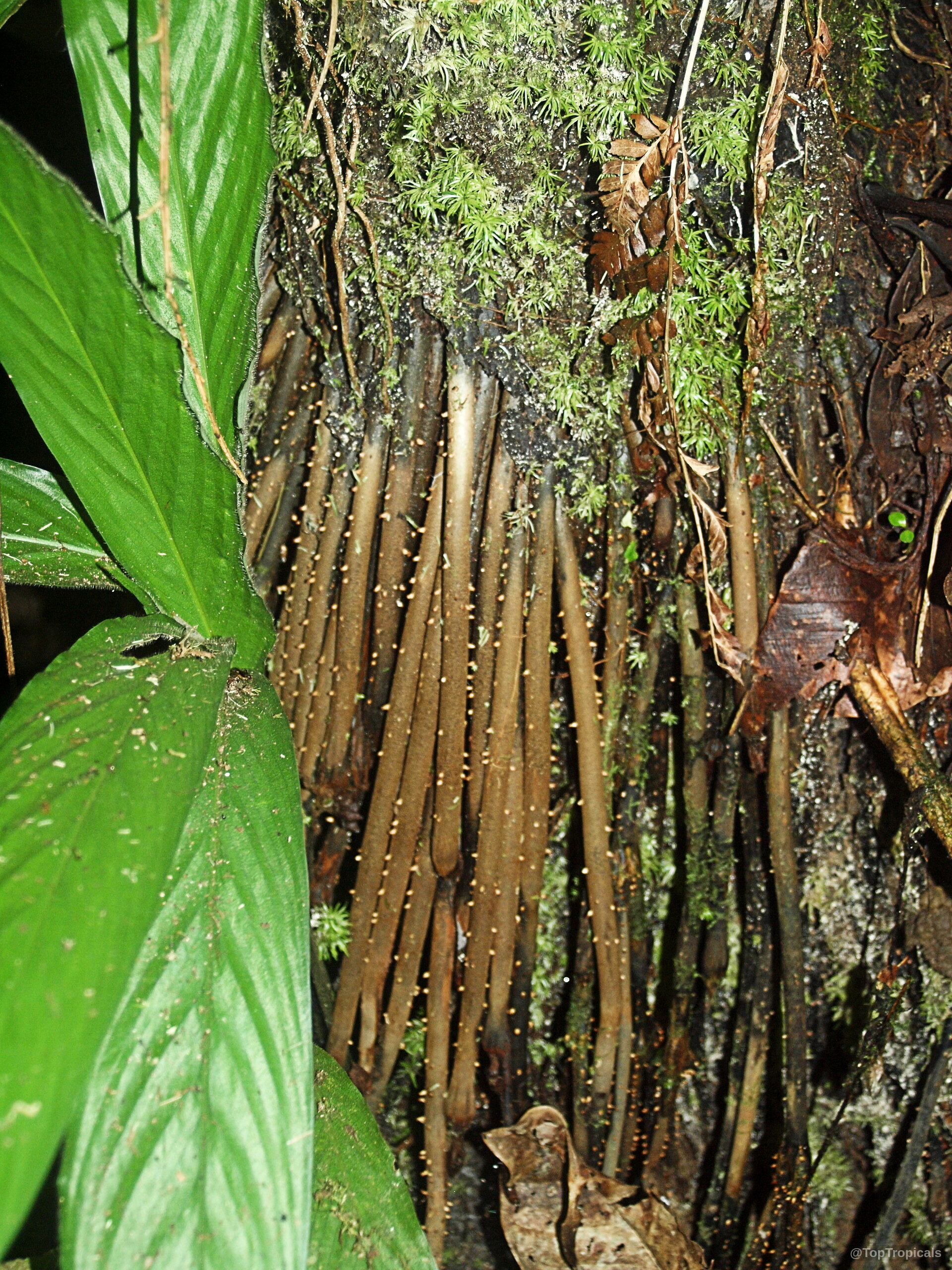 Iriartea deltoidea (Stilt Palm) aerial roots with brown texture alongside wide green leaves. Iriartea deltoidea (Stilt Palm) brown aerial roots and long green leaves close up.