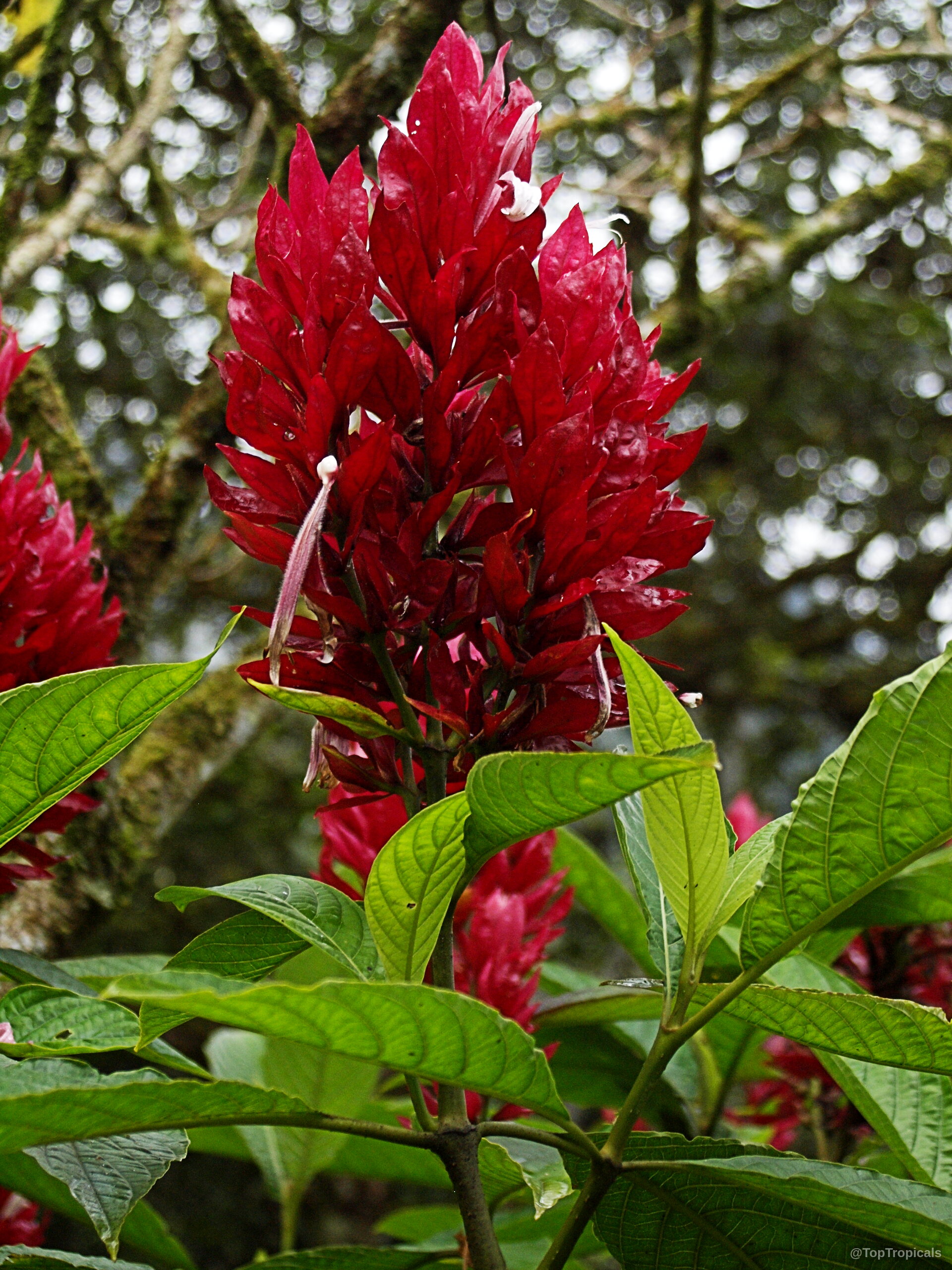 Megaskepasma erythrochlamys (Brazilian Plume) flower spikes with vibrant red bracts and large green foliage. Megaskepasma erythrochlamys (Brazilian Plume) deep red flower spikes among lush green leaves close up