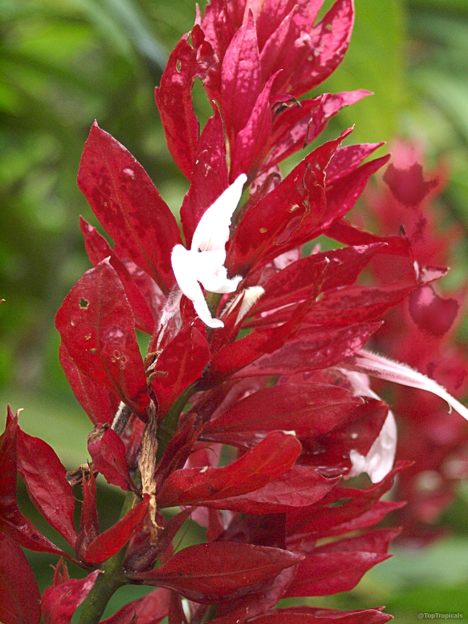 Megaskepasma erythrochlamys (Brazilian Plume) long red bracts with small white petals emerging from center Megaskepasma erythrochlamys (Brazilian Plume) red flower close up with tiny white petals