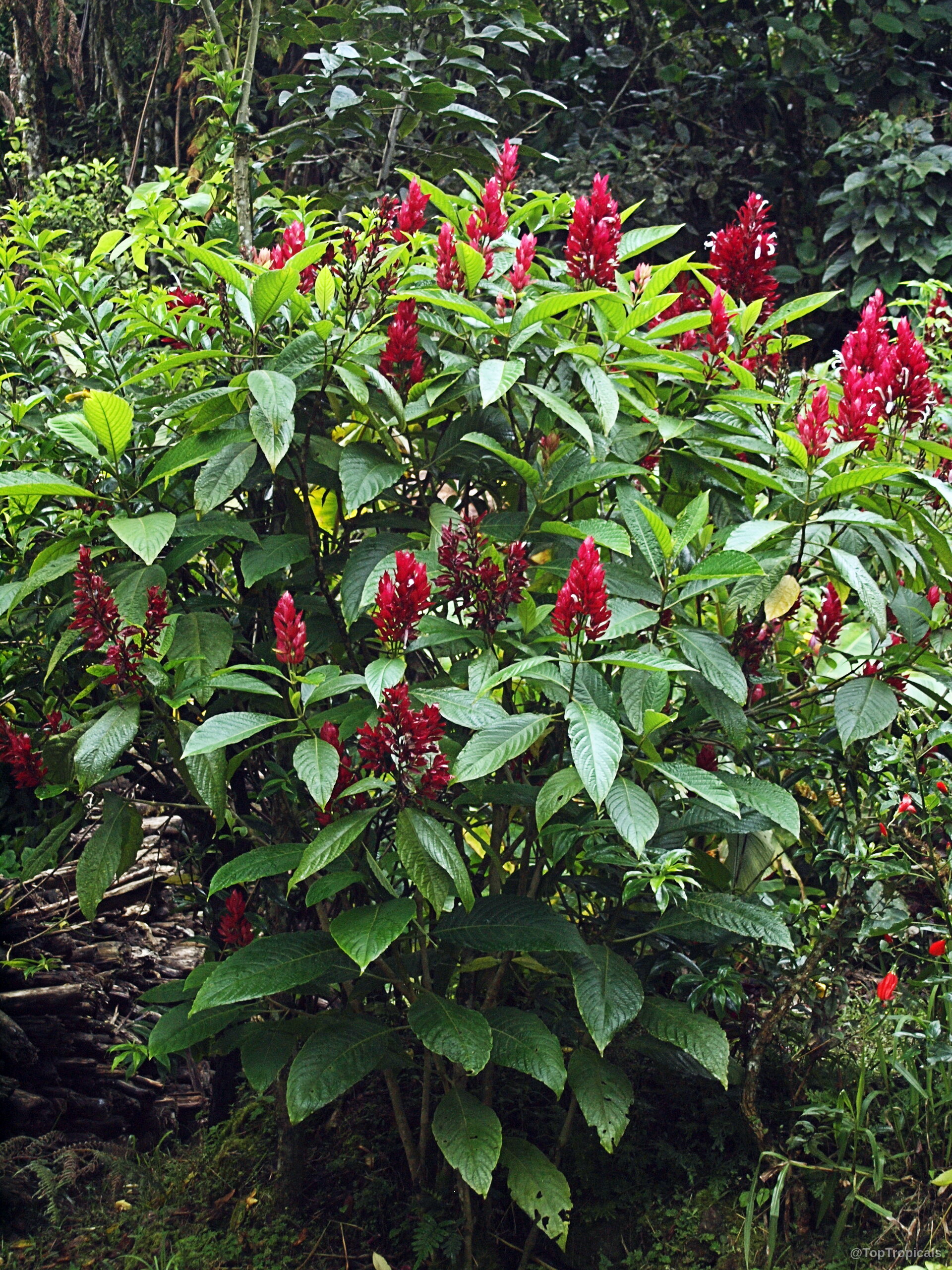 Megaskepasma erythrochlamys (Brazilian Plume) shows red upright spikes nestled among deep green foliage. Megaskepasma erythrochlamys (Brazilian Plume) with red flower spikes and dark green oval leaves.