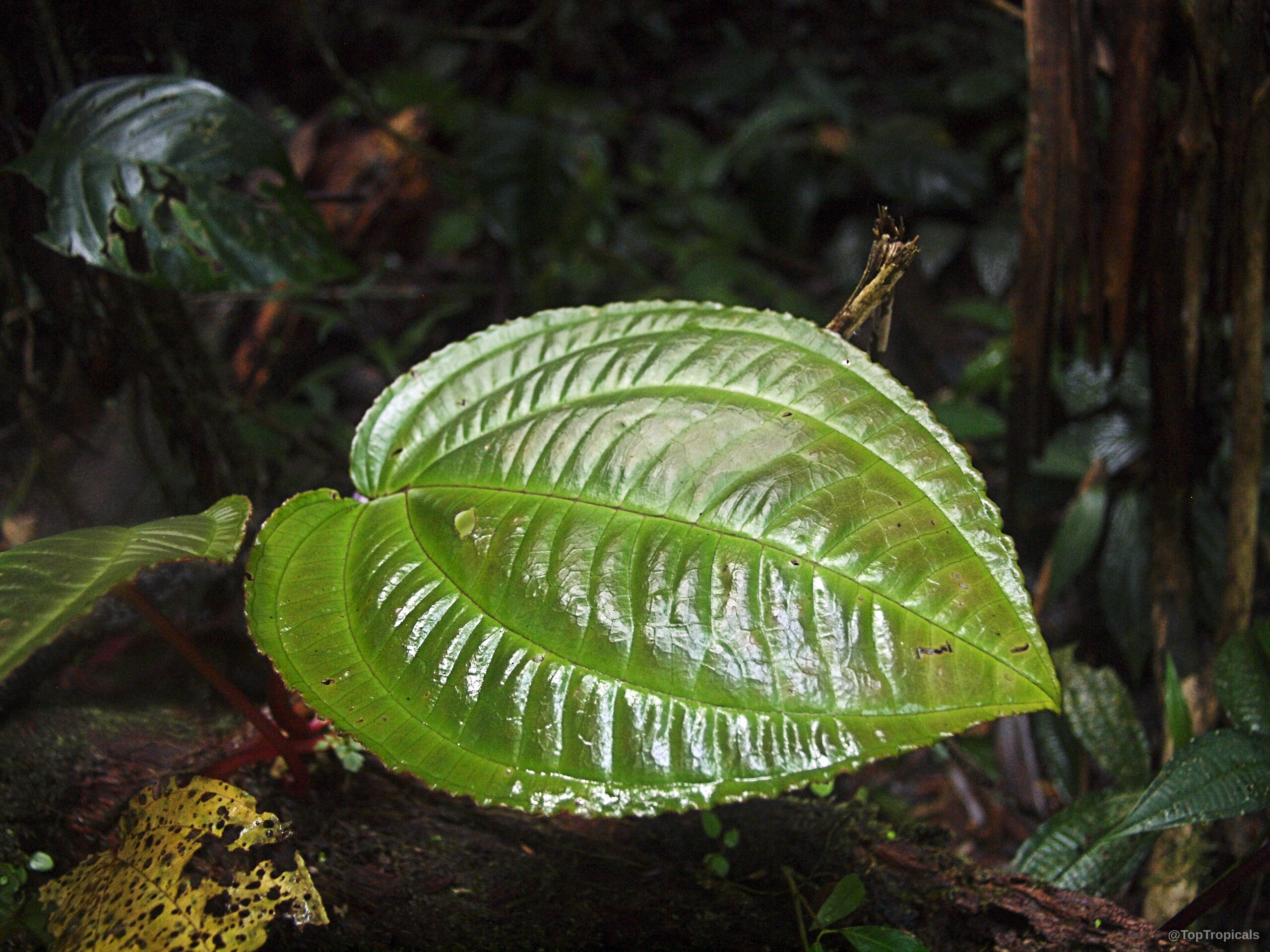 Monolena sp. (Monolena) leaf showing a heart shape with a shiny deep green surface area. Monolena sp. (Monolena) leaf with glossy deep green surface and prominent arched leaf veins.