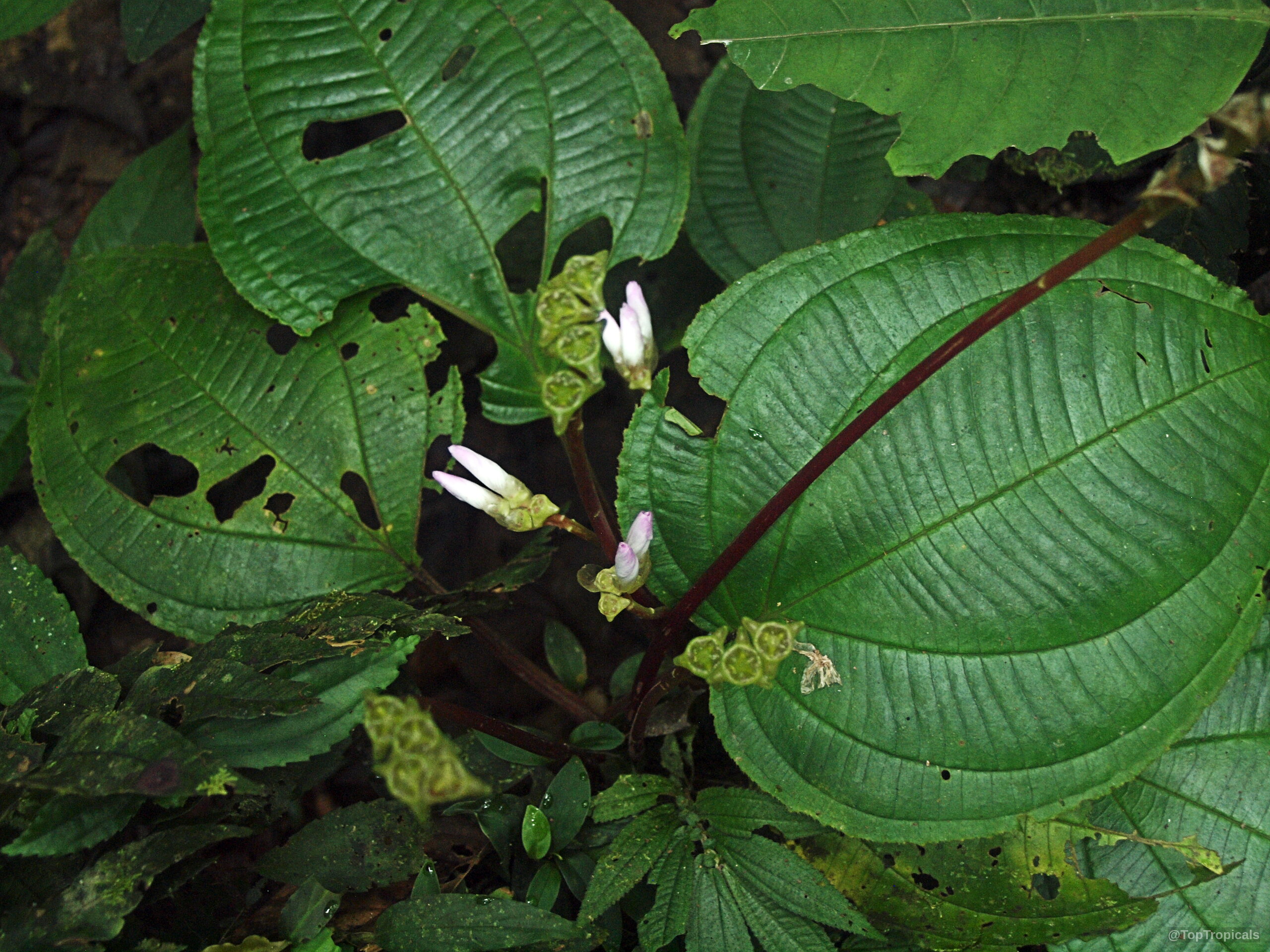 Monolena sp. (Monolena) with textured green leaves and pale pink buds on thin brown stems. Monolena sp. (Monolena) plant with pale pink flowers and large textured green leaves close up