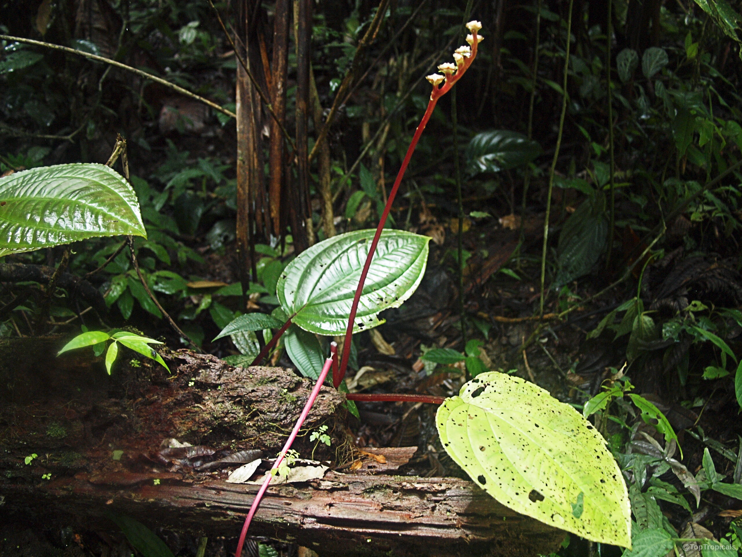 Monolena sp. (Monolena) with a thin red stalk, small yellow flower, and broad green leaves. Monolena sp. (Monolena) plant, red stalk, yellow flower, green leaves in a close up.