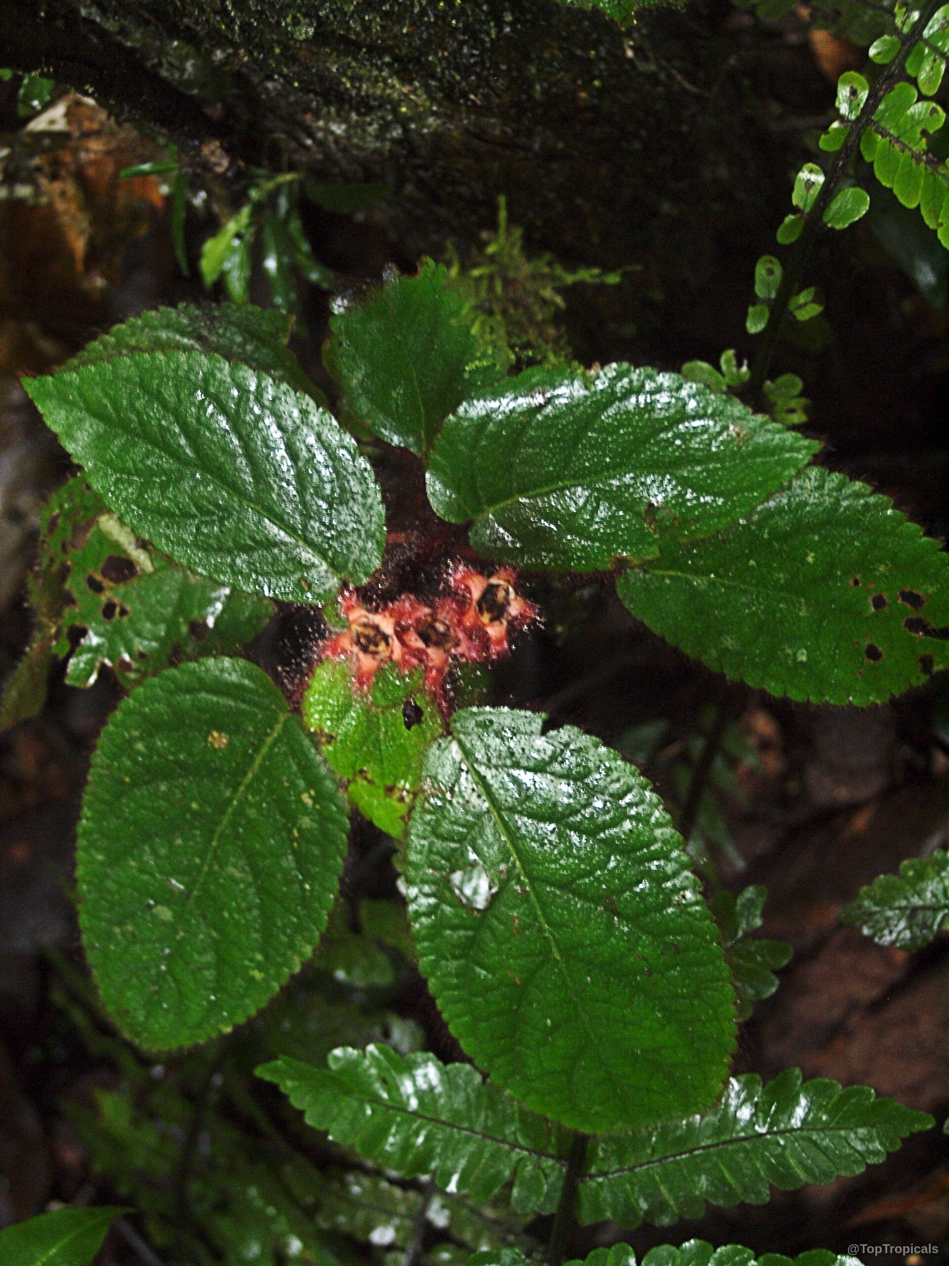 Pearcea rhodotricha (Pearcea) with green leaves surrounding a small fuzzy red flower near the center Pearcea rhodotricha (Pearcea) green plant with small fuzzy red flower in a close up