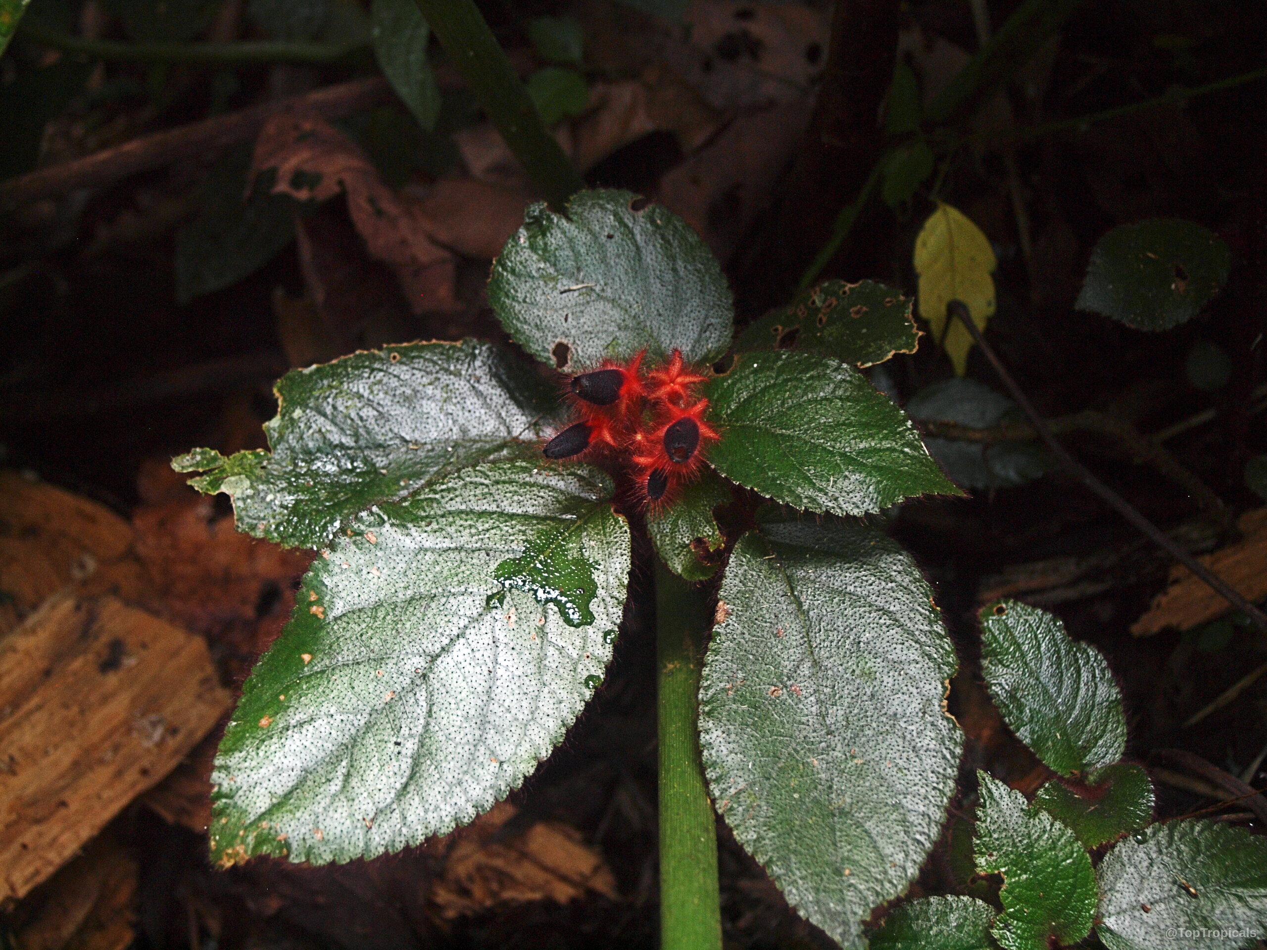 Pearcea rhodotricha (Pearcea) with small dark red flower clusters nestled among textured green foliage Pearcea rhodotricha (Pearcea) plant with dark red flowers and textured green leaves close up