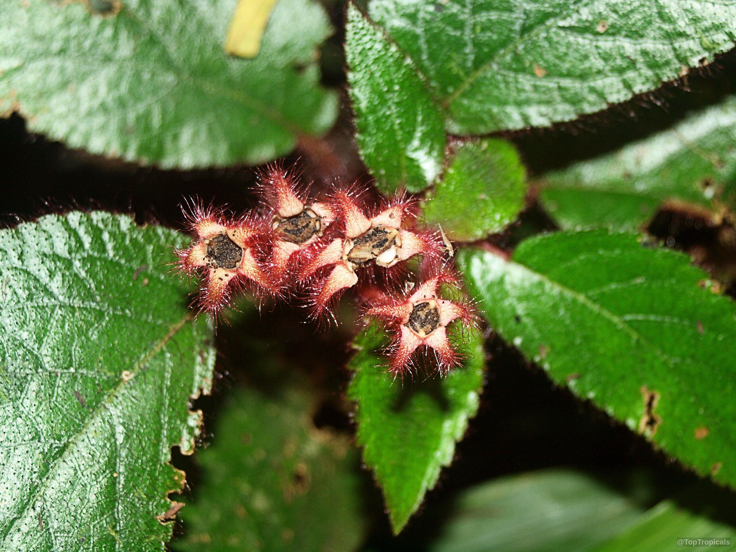 Pearcea rhodotricha (Pearcea) small star-shaped red flower growing nestled among textured dark green serrated leaves. Pearcea rhodotricha (Pearcea) with small red fuzzy star-shaped flower in a close up photo.