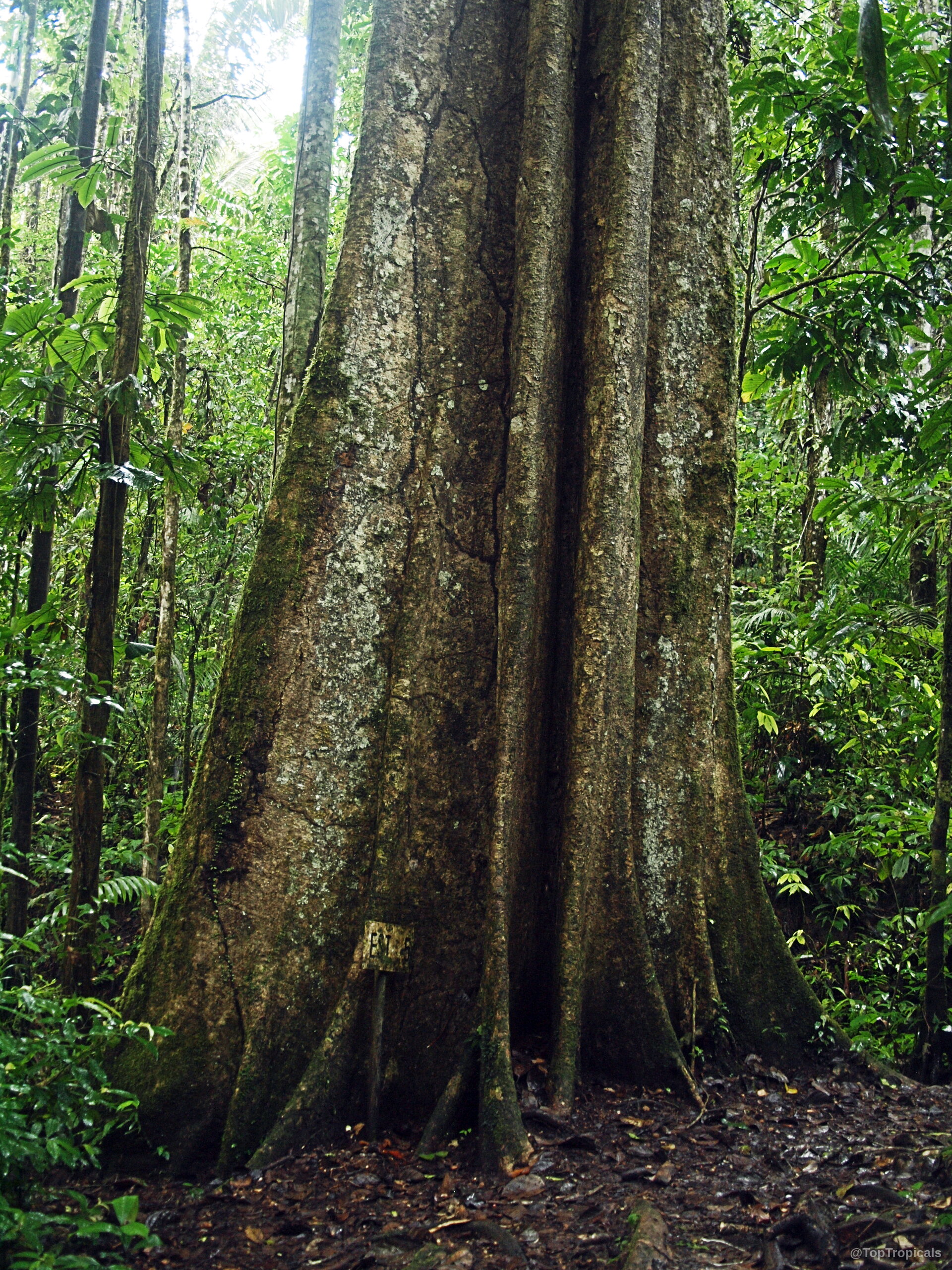 Phragmotheca ecuadoriensis (Camatuhua) trunk with prominent root structures and thick brown bark texture. Phragmotheca ecuadoriensis (Camatuhua) brown tree trunk with moss and vertical root ridges