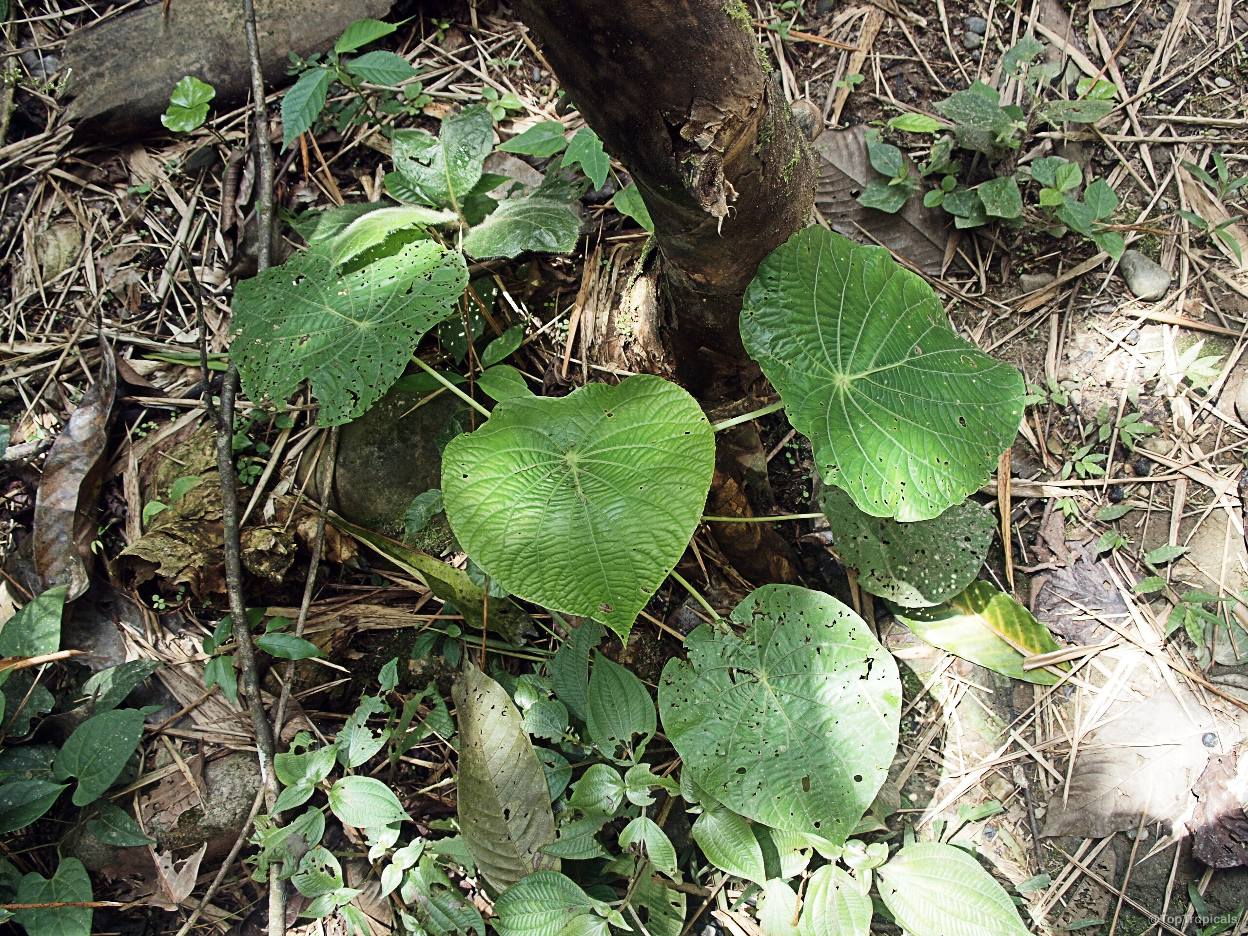 Piper peltatum (Pakina) green leaves spread out on the ground with noticeable veins and textures. Piper peltatum (Pakina) green plant leaves spread across the ground in a top view.