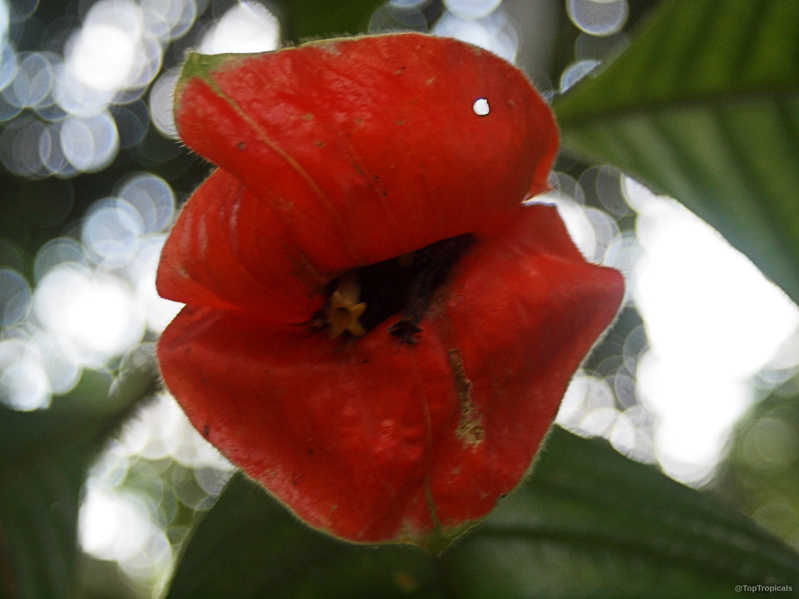 Psychotria poeppigiana (Hot Lips) flower with red bracts mimicking lips and small yellow center star Psychotria poeppigiana (Hot Lips) red flower close up against green leaves and soft background