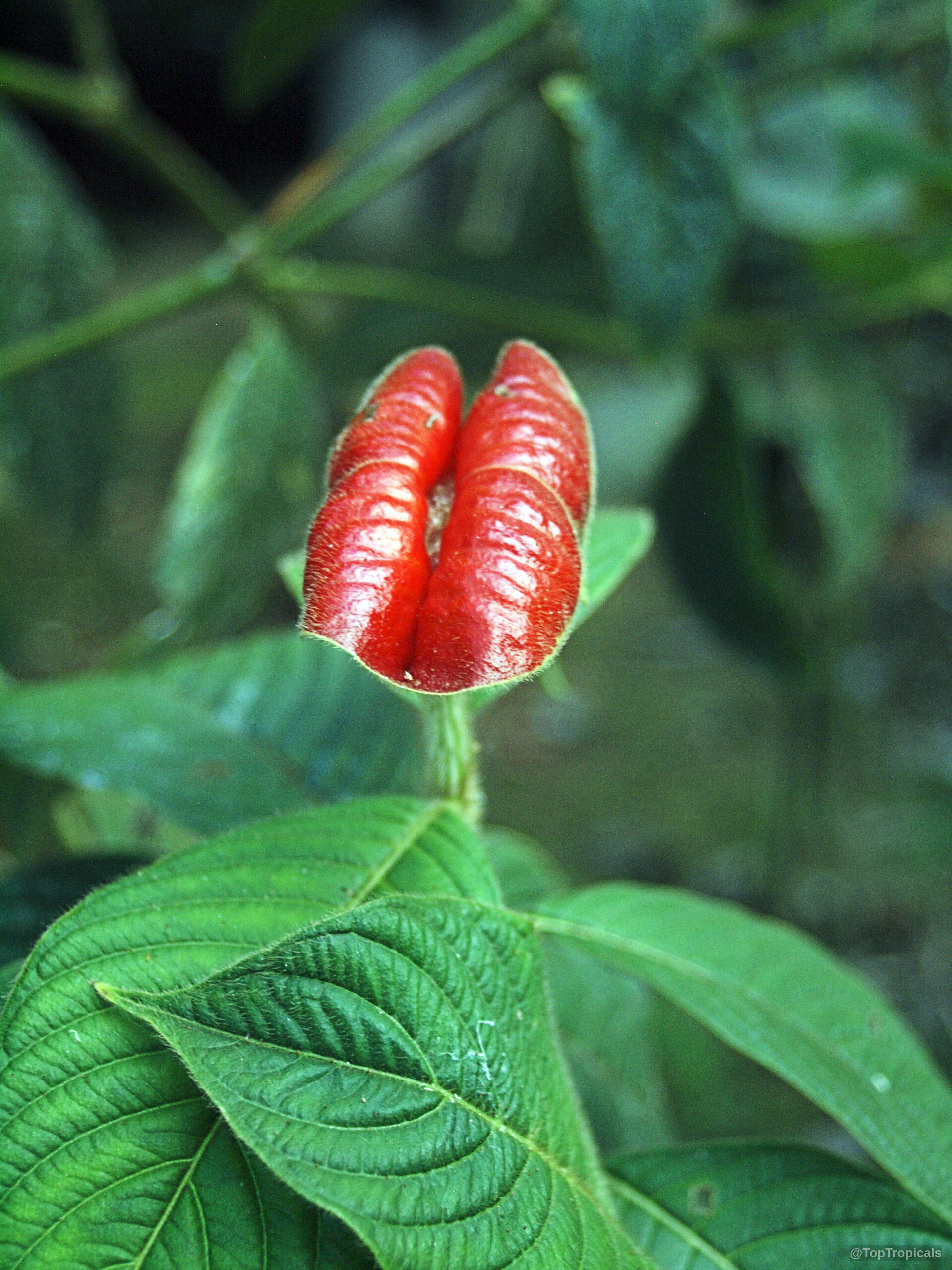 Psychotria poeppigiana (Hot Lips) with a red flower above deep green textured leaves Psychotria poeppigiana (Hot Lips) red flower close up with green leaves in background