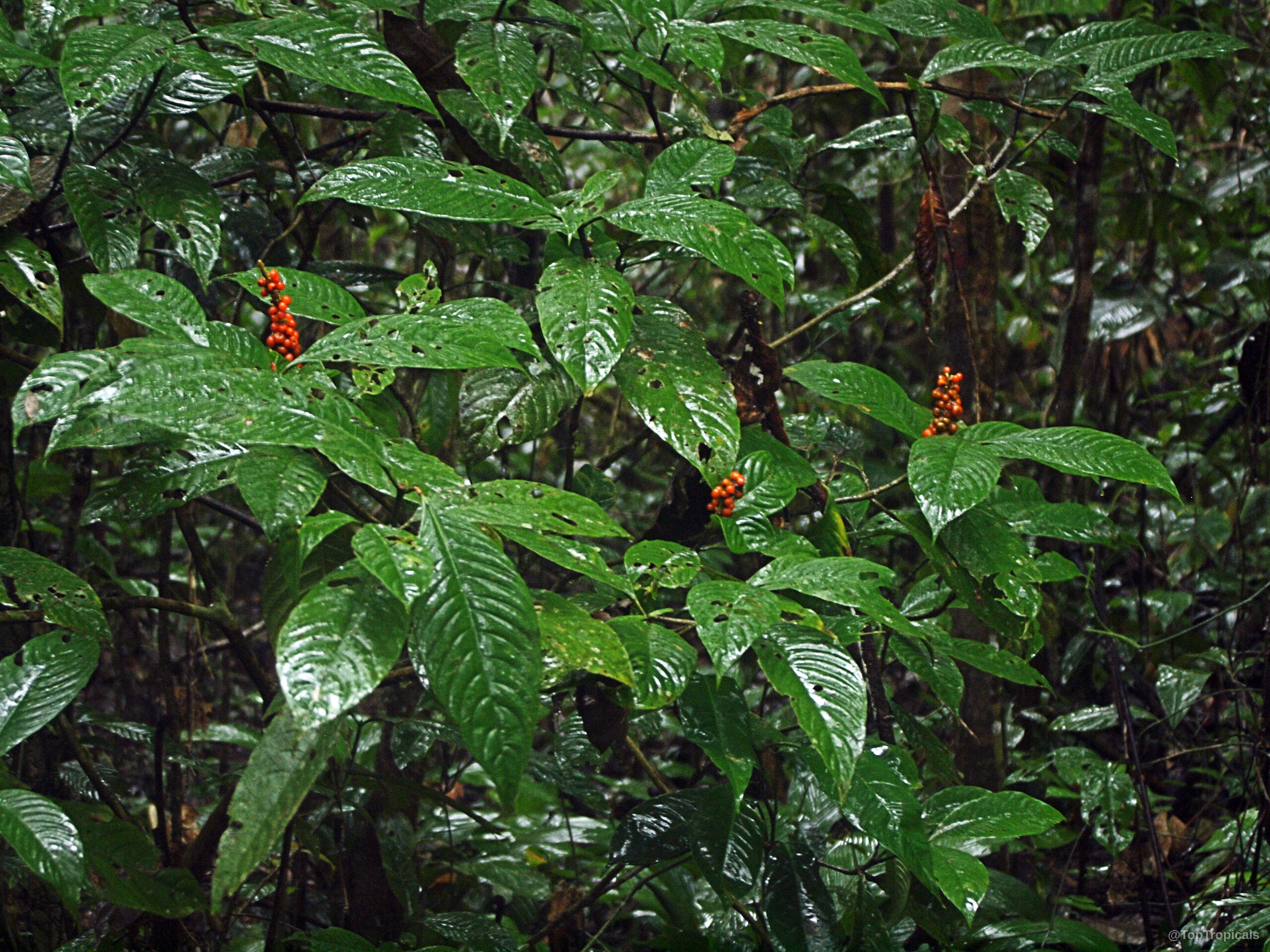 Psychotria sp. (Psychotria) displays green waxy leaves alongside small clusters of round orange fruit. Psychotria sp. (Psychotria) green leaves and small orange fruit on the plant branch