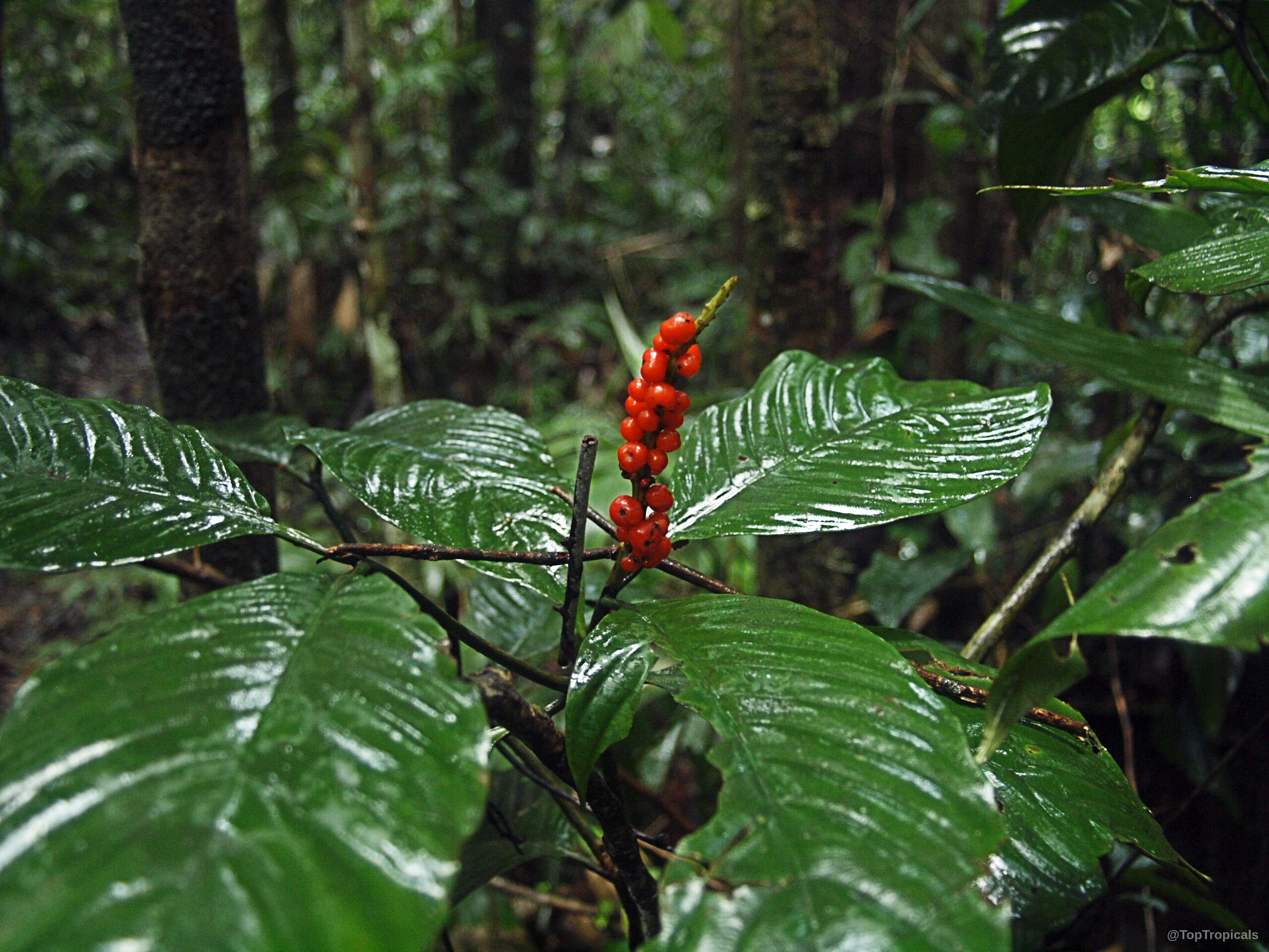 Psychotria sp. (Psychotria) orange fruit cluster sits among large glossy green leaves. Psychotria sp. (Psychotria) orange fruit close up against deep green foliage leaves.