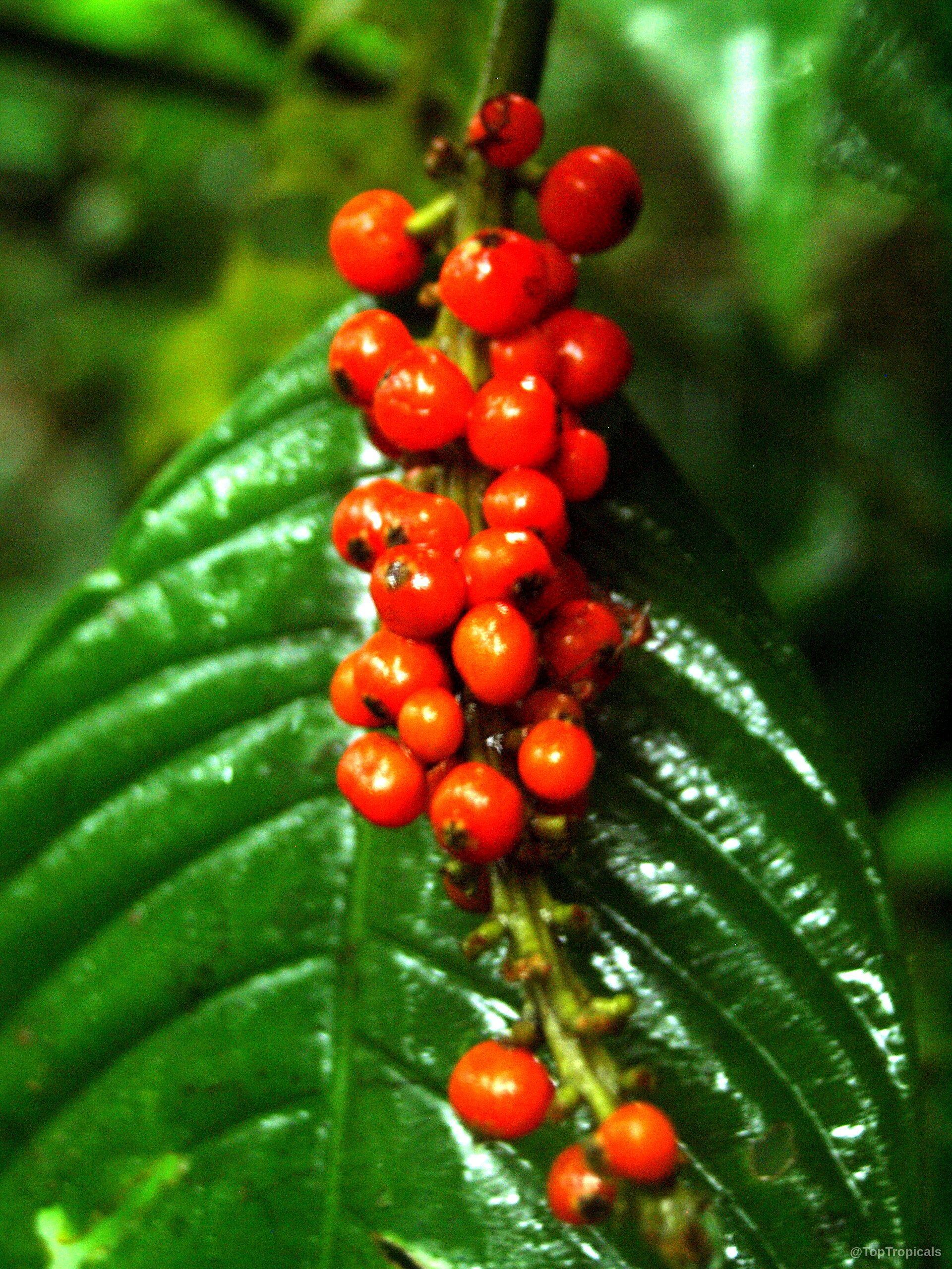 Psychotria sp. (Psychotria) showing clusters of small orange-red fruit resting against a broad dark leaf. Psychotria sp. (Psychotria) red fruit close up, cluster attached to a deep green leaf.