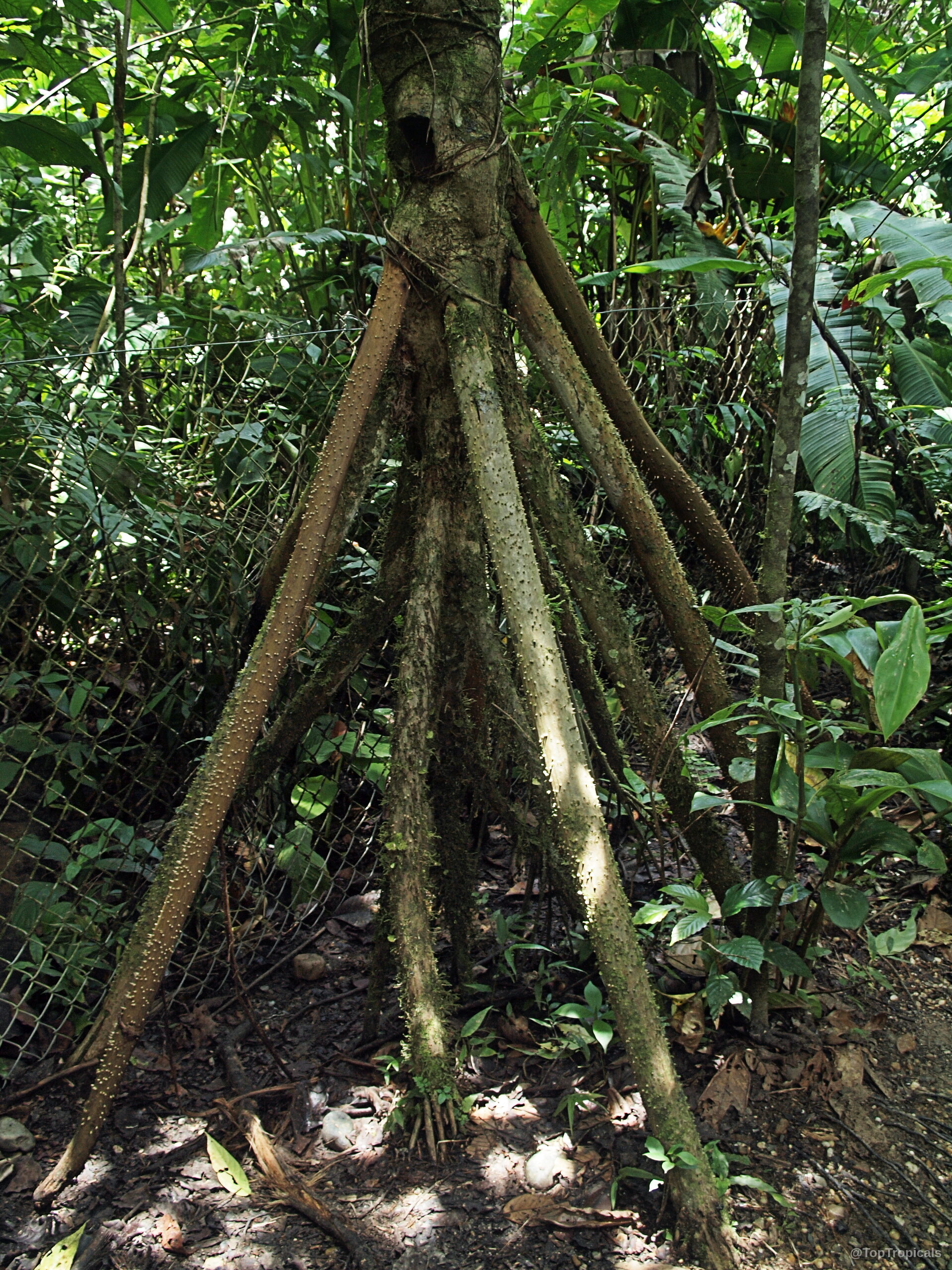 Socratea exorrhiza (Walking Palm) trunk with exposed brown stilt roots reaching into the damp ground Socratea exorrhiza (Walking Palm) brown stilt roots plant growing tall with unique woody textured base