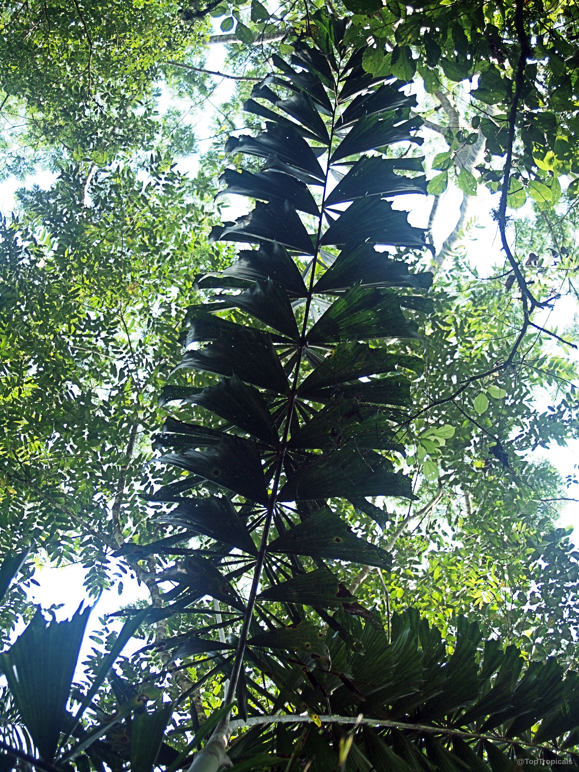 Socratea exorrhiza (Walking Palm) dark green palm leaf extending upward toward the sky