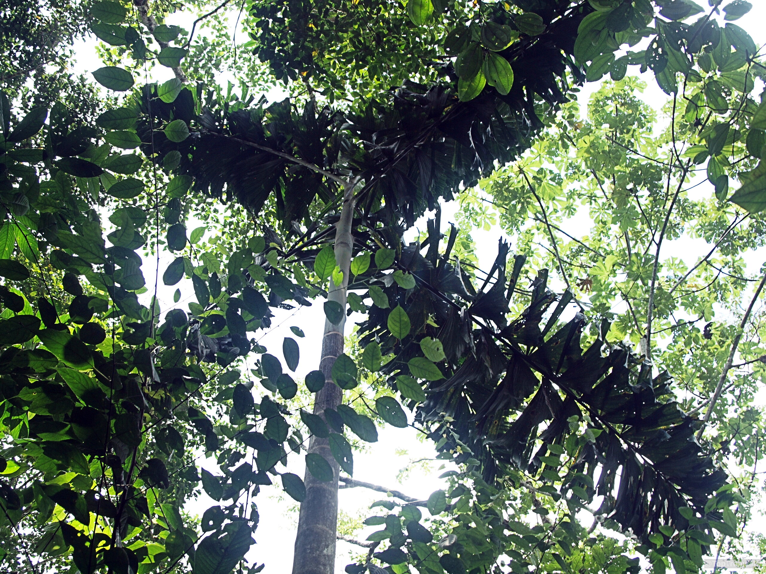 Socratea exorrhiza (Walking Palm) green plant under canopy with tall trunk and dark leaves.