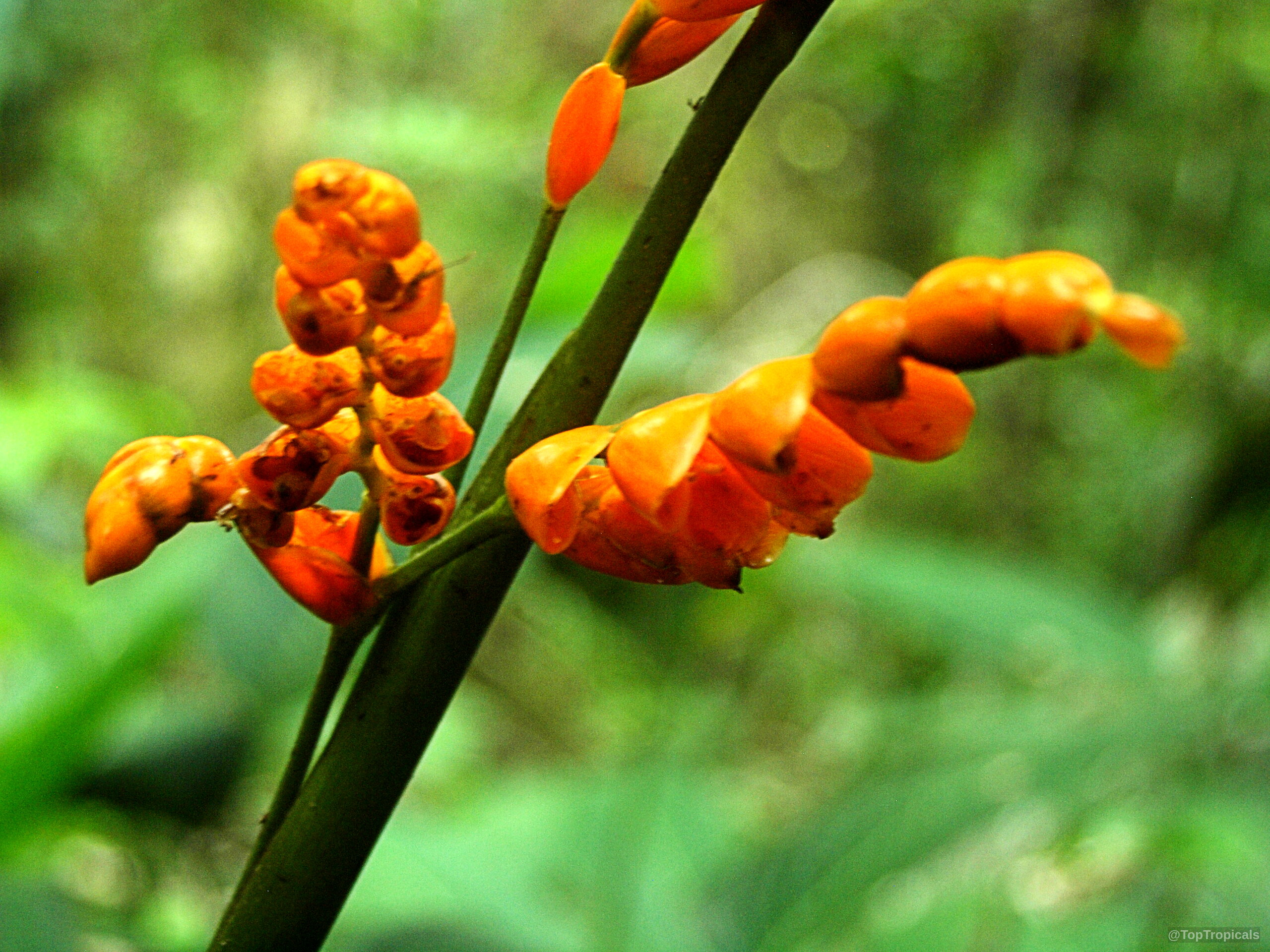 Stromanthe stromanthoides (Stromanthe) orange flower clusters emerging from slender green stems on the plant. Stromanthe stromanthoides (Stromanthe) orange flower close up, slender green stems within a tropical setting.