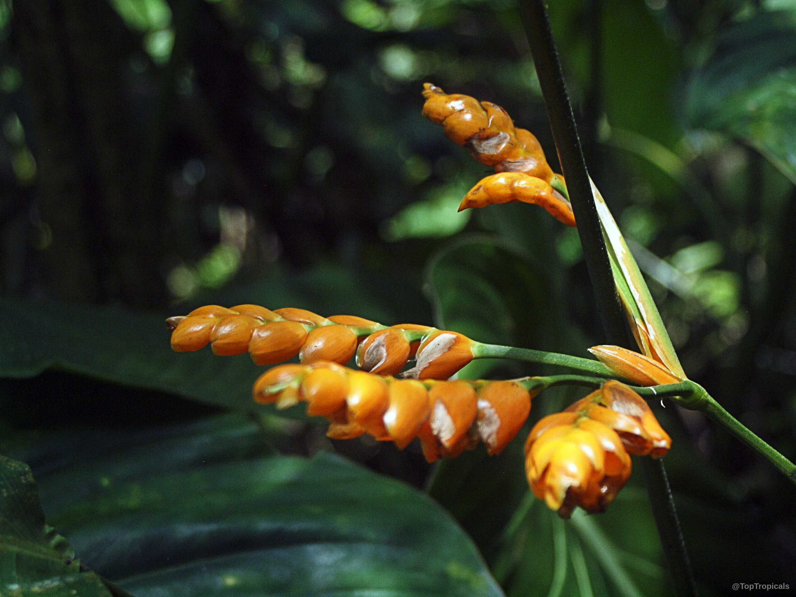 Stromanthe stromanthoides (Stromanthe) orange flower spikes emerging from the dark green foliage Stromanthe stromanthoides (Stromanthe) orange flower spikes in a close up view