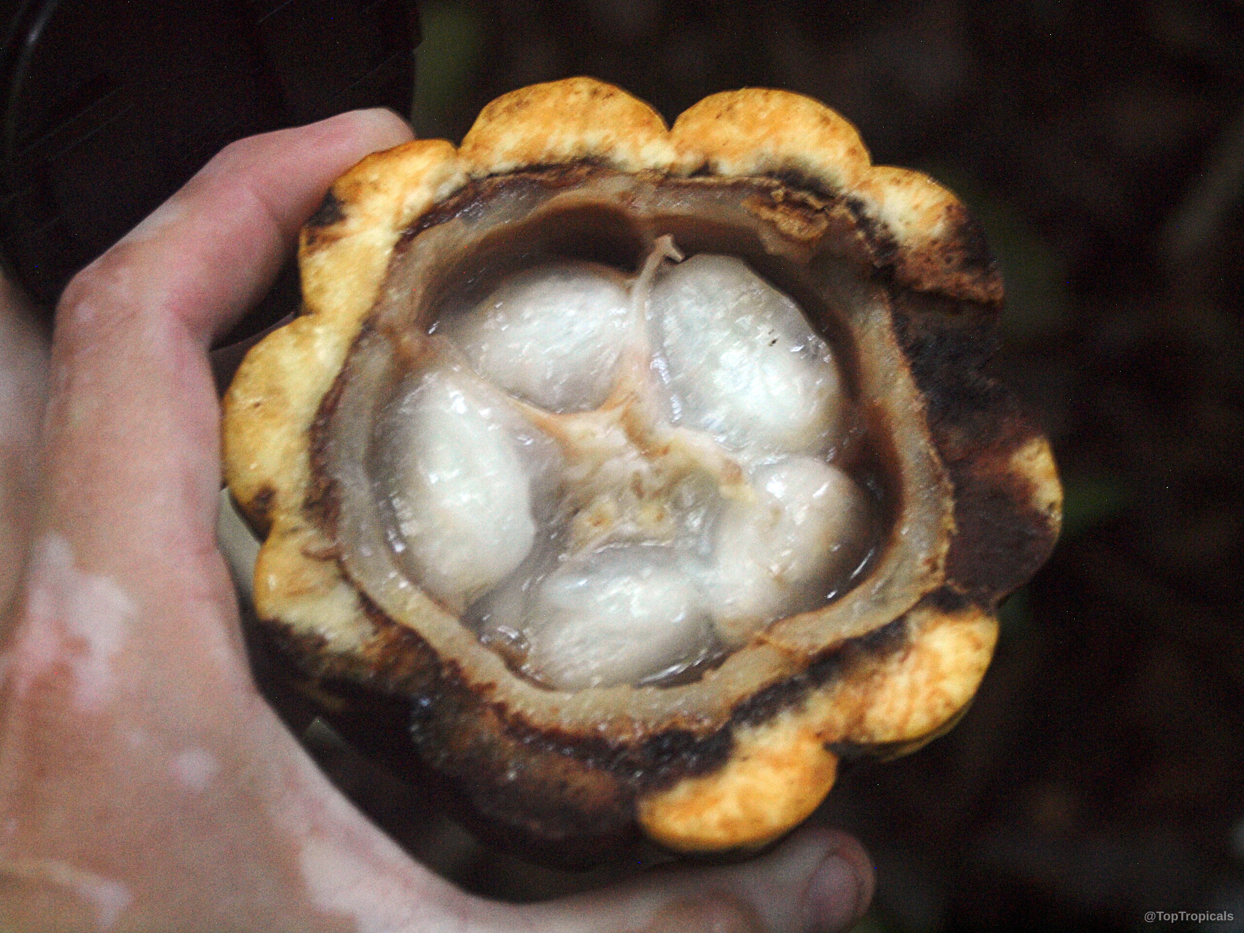 Theobroma cacao (Chocolate Tree) split open revealing a succulent interior pulp protected by a thick rind. Theobroma cacao (Chocolate Tree) close up yellow fruit with white pulp interior and brown edges.