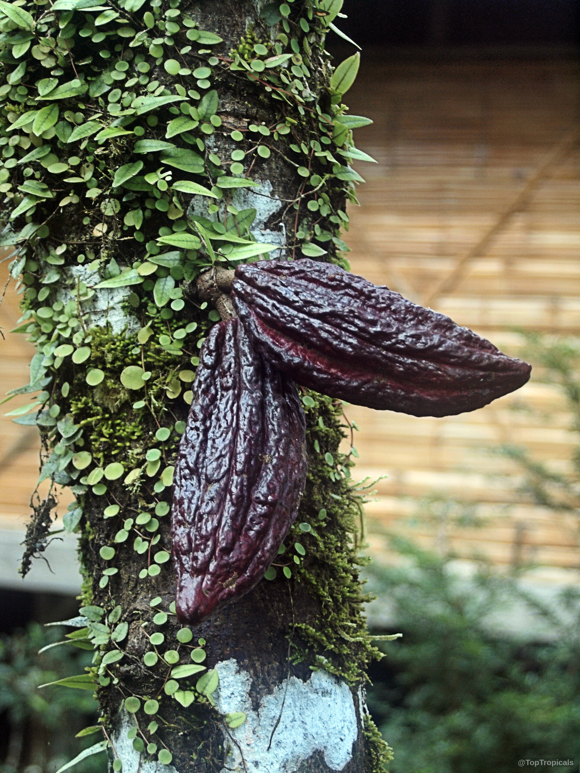 Theobroma cacao (Chocolate Tree) dark purple fruit pods attached to the thick, mossy textured tree trunk. Theobroma cacao (Chocolate Tree) dark purple fruit growing directly on the textured tree trunk surface.