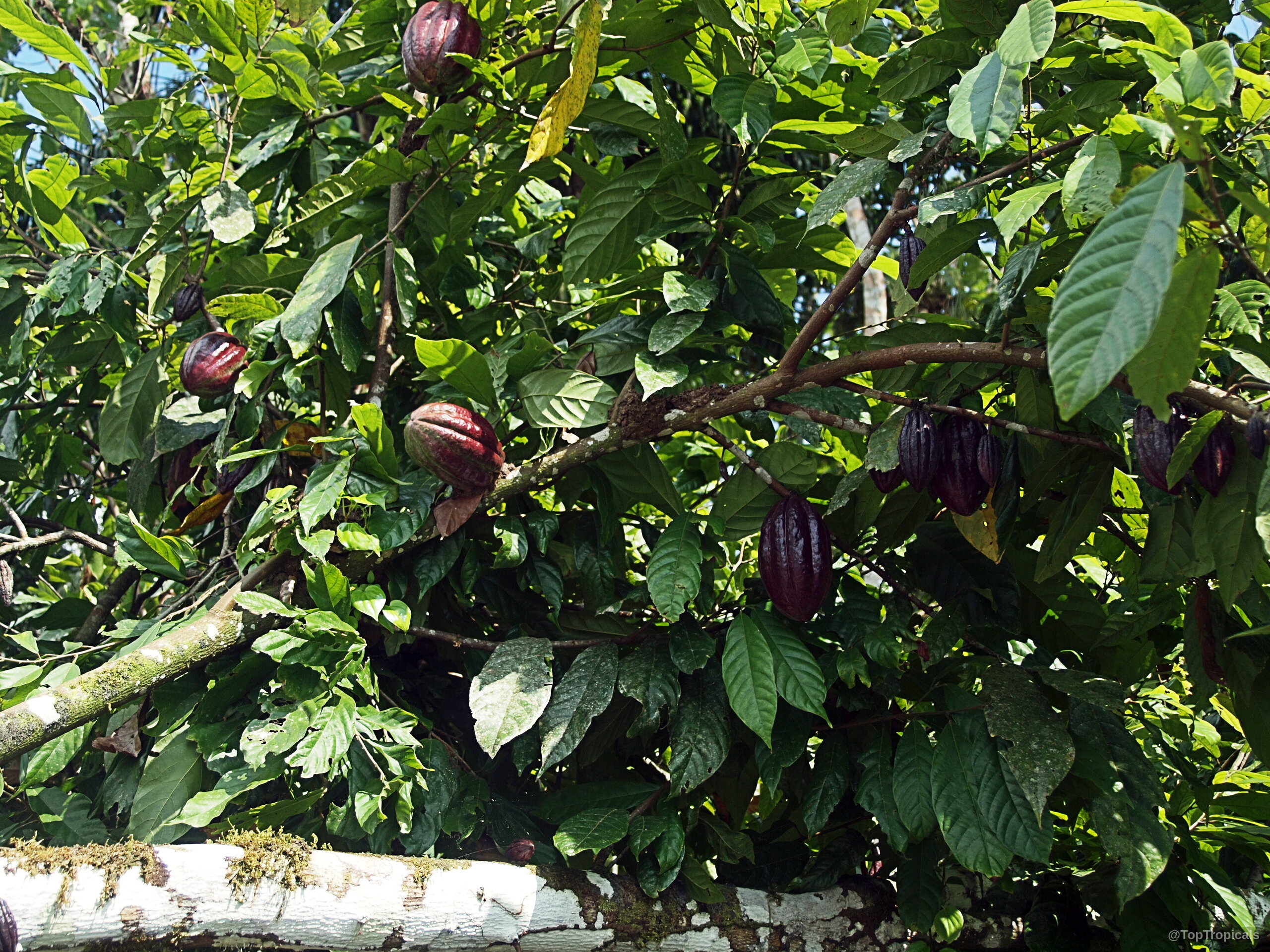 Theobroma cacao (Chocolate Tree) with ripe purple fruit dangling from heavy branches among dense green leaves. Theobroma cacao (Chocolate Tree) dark purple fruit hanging among lush green leaves on tree