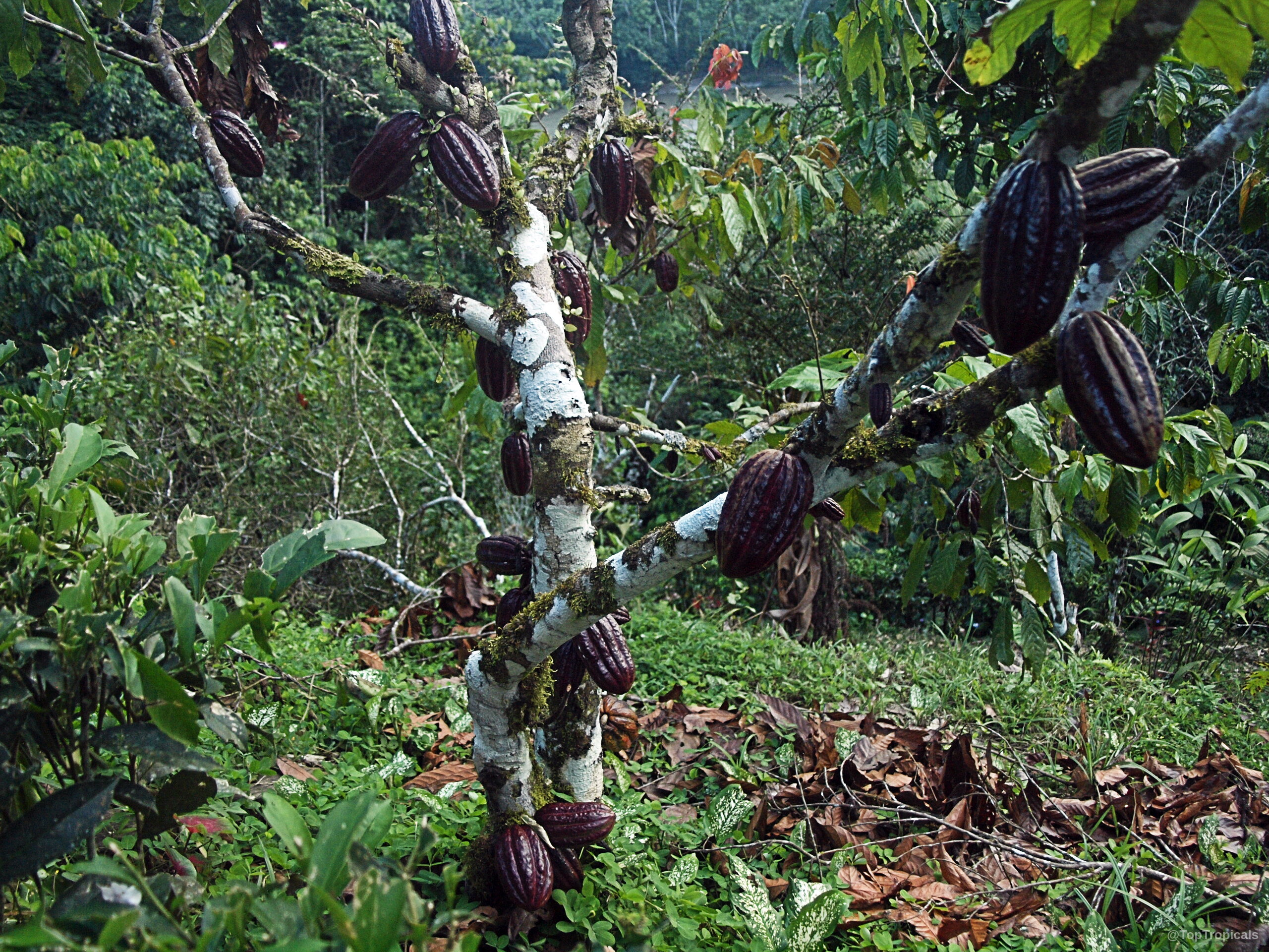 Theobroma cacao (Chocolate Tree) with multiple dark purple oblong fruit pods attached to woody branches. Theobroma cacao (Chocolate Tree) dark purple fruit on tree branches close up