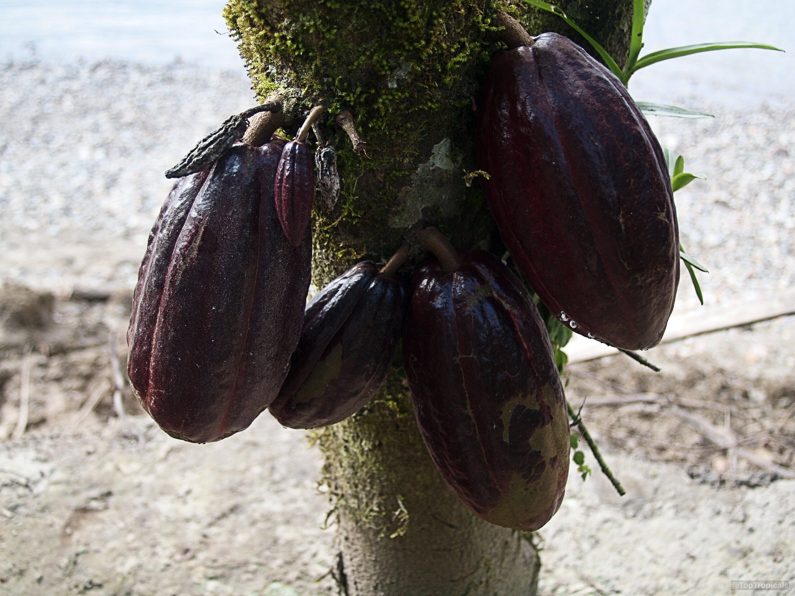 Theobroma cacao (Chocolate Tree) dark red fruit hanging from a textured mossy tree trunk section Theobroma cacao (Chocolate Tree) dark red fruit close up attached to textured tree trunk