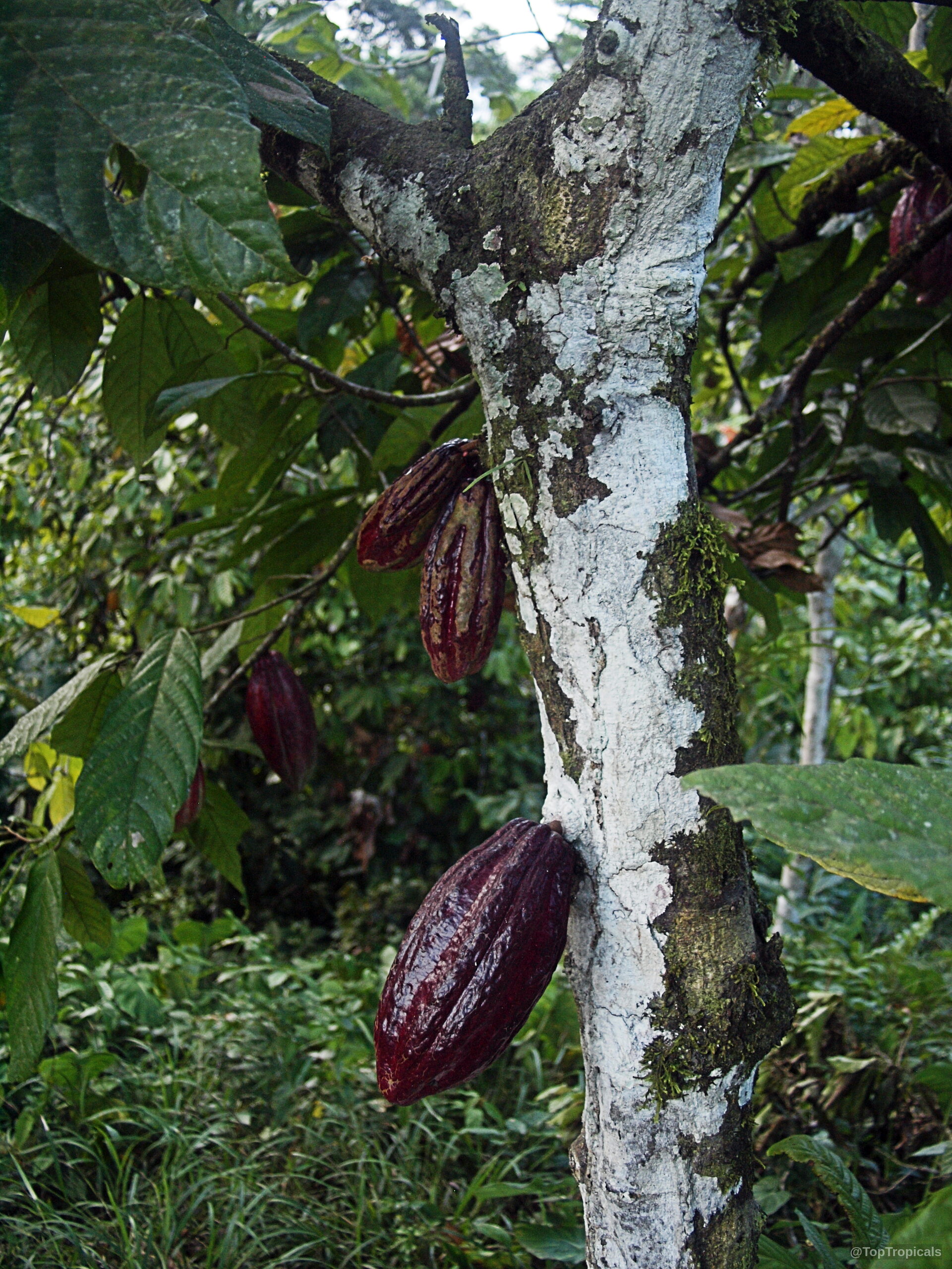 Theobroma cacao (Chocolate Tree) purple fruit growing directly from the textured woody tree trunk. Theobroma cacao (Chocolate Tree) with deep purple fruit on tree trunk, close up view.