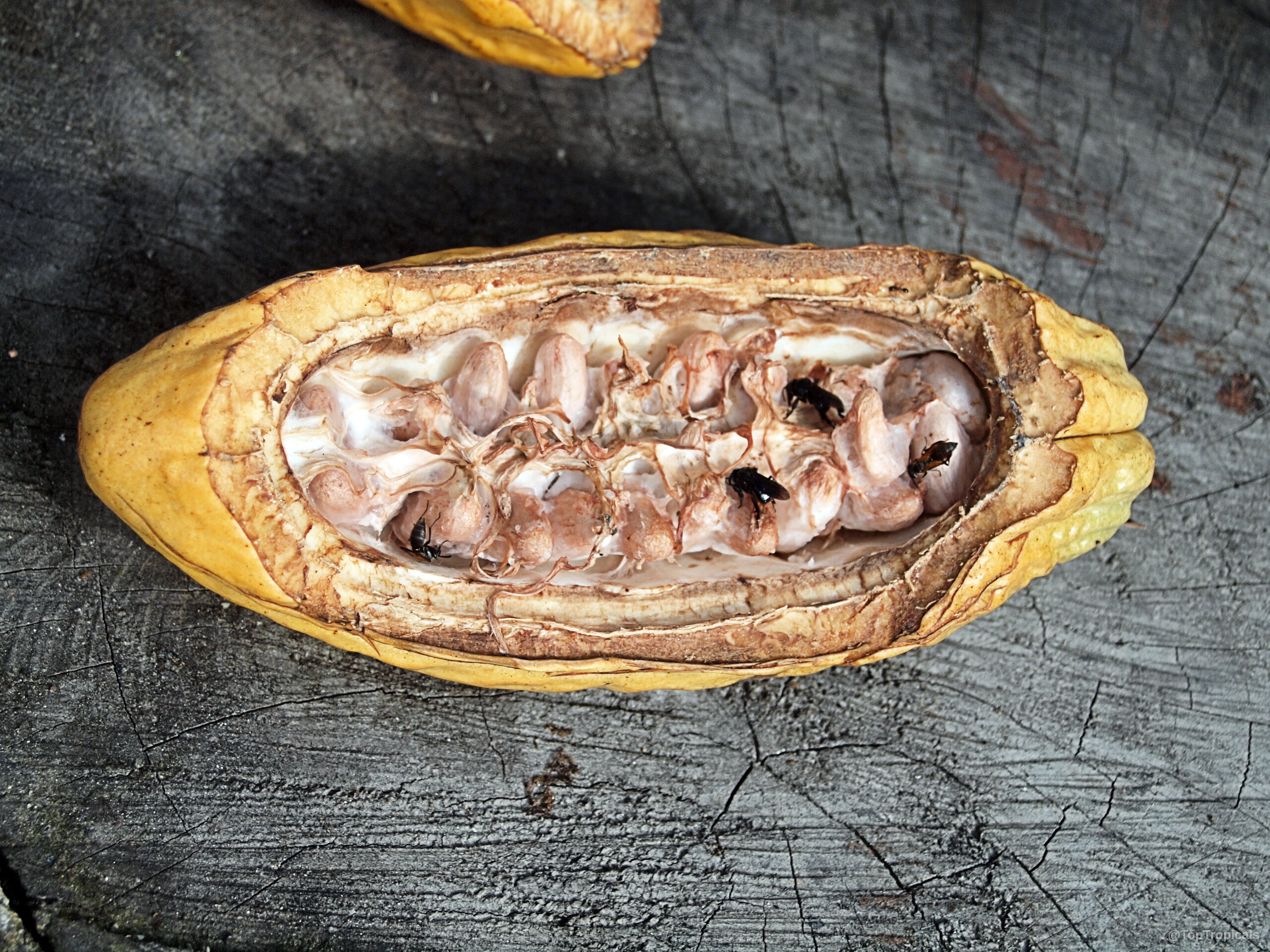 Theobroma cacao (Chocolate Tree) open fruit with white seeds visible inside on wooden surface. Theobroma cacao (Chocolate Tree) open yellow fruit with white pulp seeds close up.