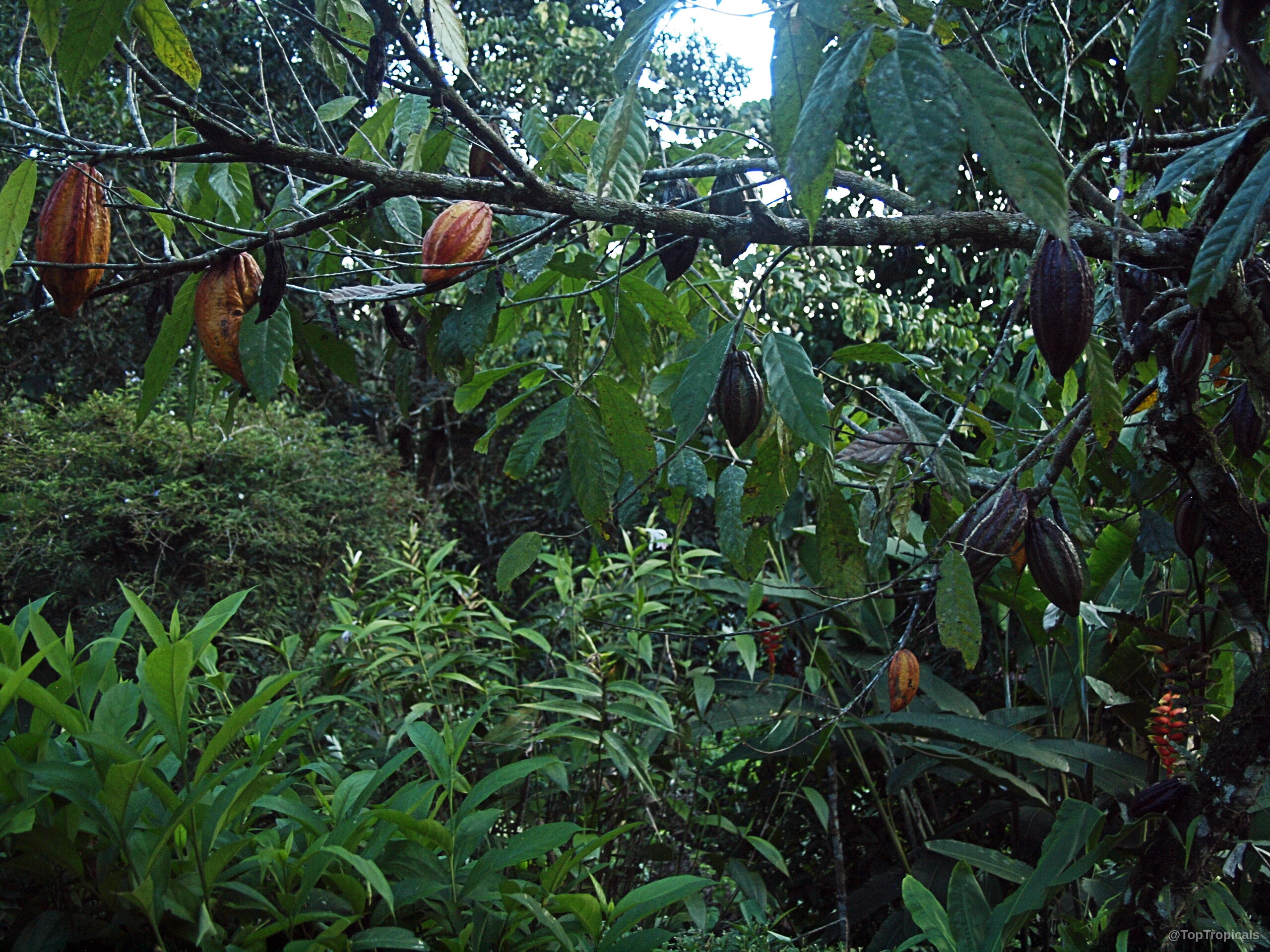 Theobroma cacao (Chocolate Tree) with ripe orange and dark purple fruit hanging among lush green leaves. Theobroma cacao (Chocolate Tree) orange and purple fruit hanging on tree branches with green leaves