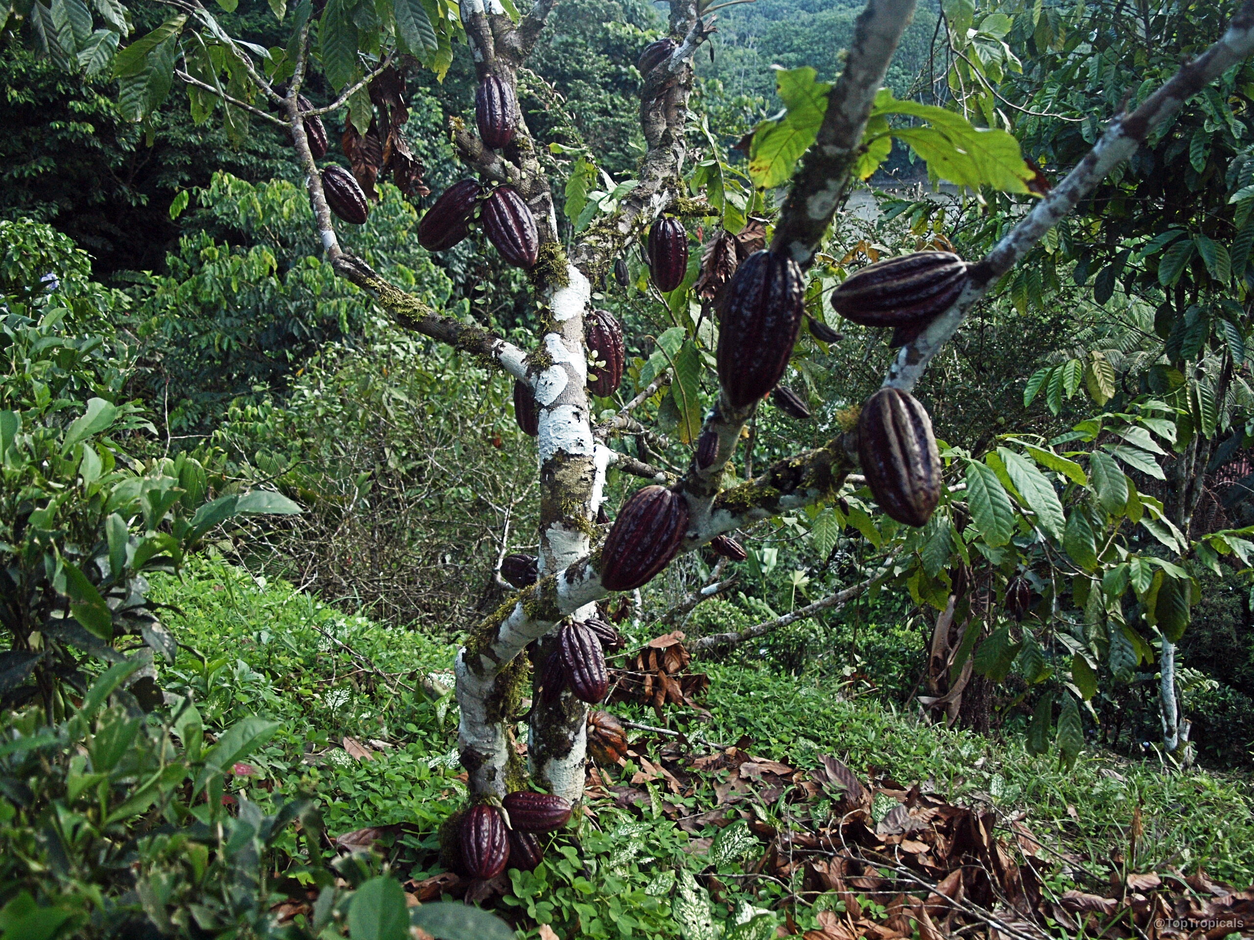 Theobroma cacao (Chocolate Tree) carries large purple fruit along the branches and main tree trunk. Theobroma cacao (Chocolate Tree) with purple fruit hanging from the light grey tree trunk.