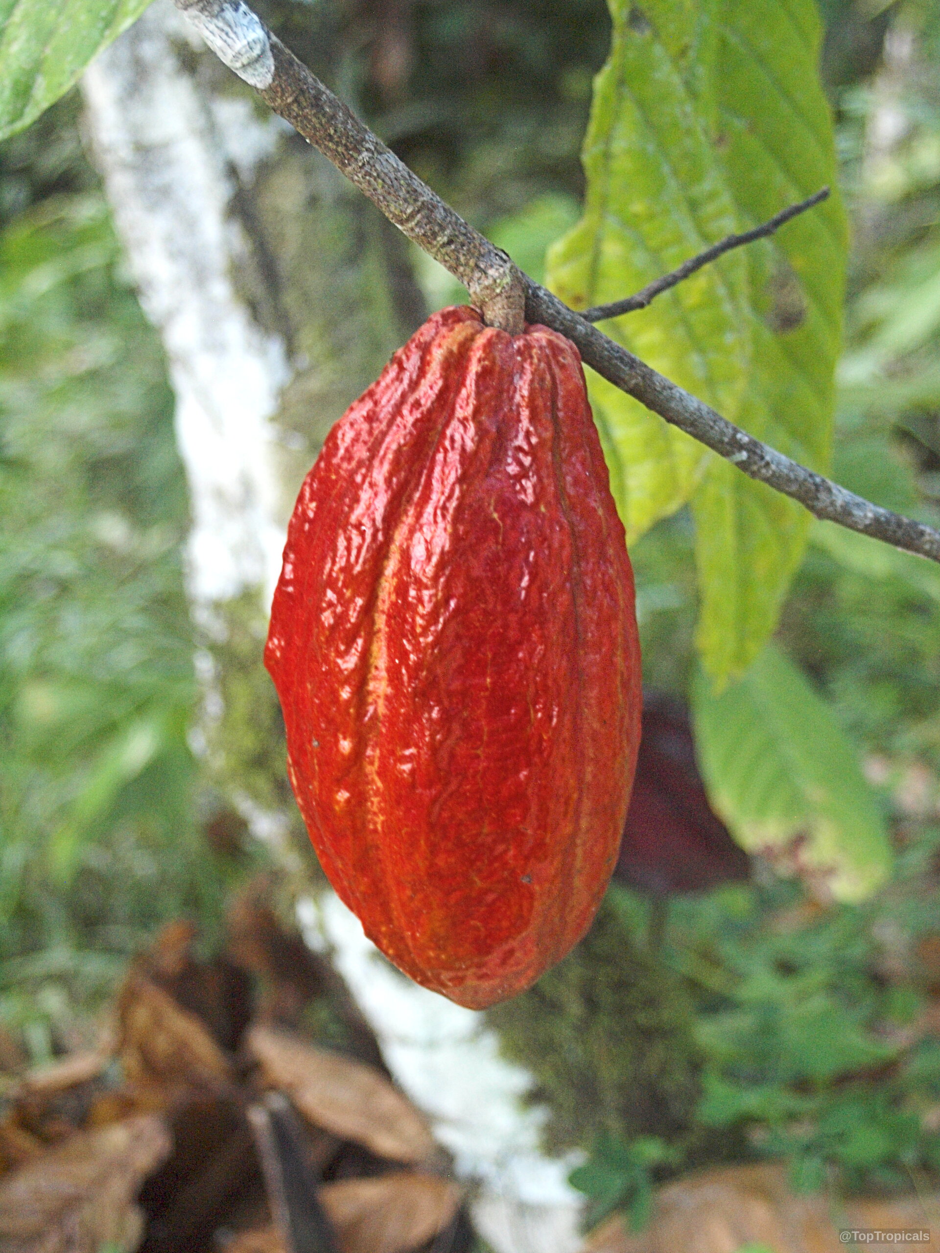 Theobroma cacao (Chocolate Tree) with vibrant red fruit hanging from a branch among green leaves. Theobroma cacao (Chocolate Tree) with red fruit hanging from a thin wooden branch close up.