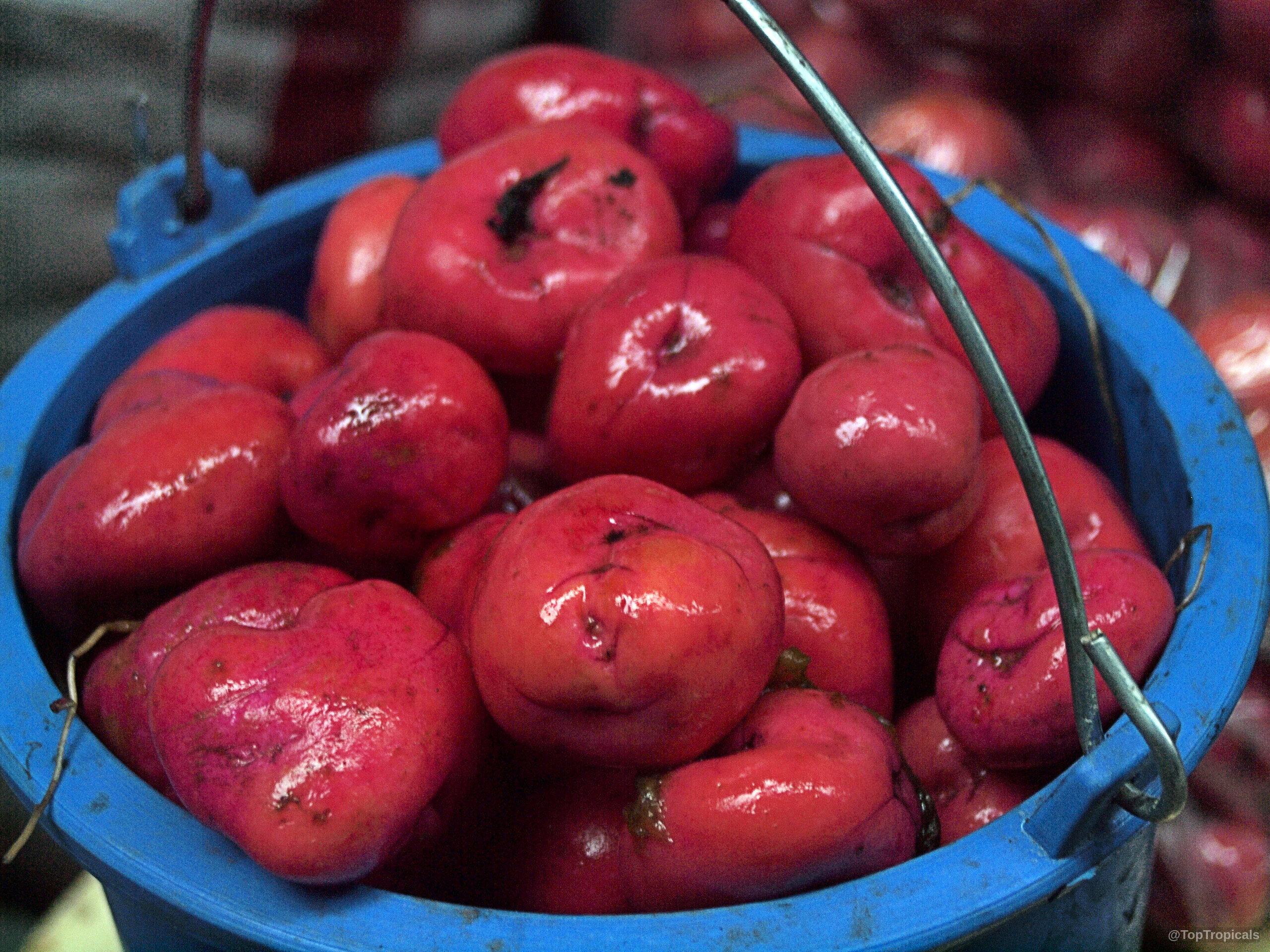 Ullucus tuberosus (Ulluco) pile of vibrant pink tubers gathered within a simple blue plastic bucket Ullucus tuberosus (Ulluco) bright pink fruit gathered inside a small blue plastic bucket close up
