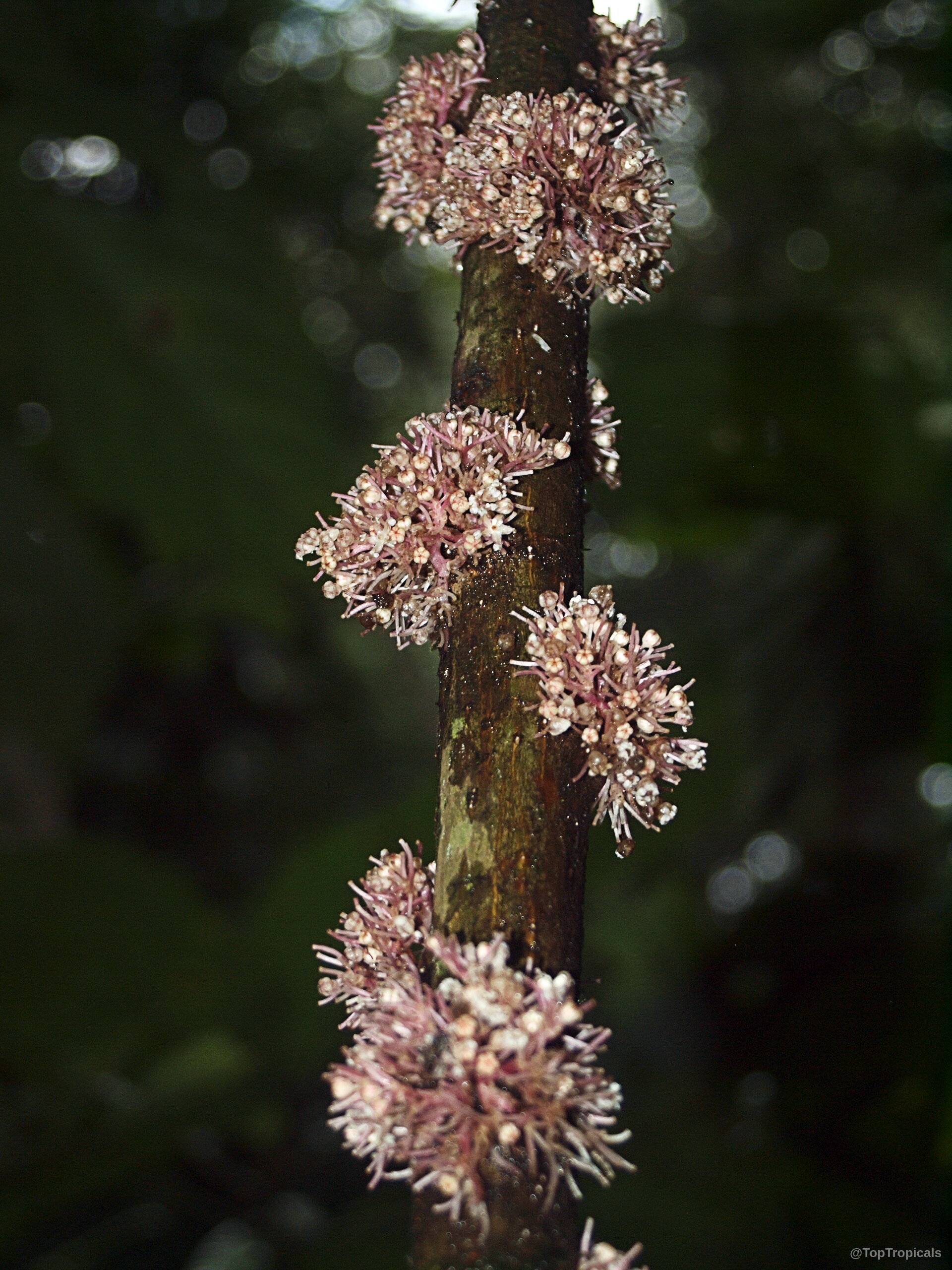 Urera baccifera (Ortiga Brava) stem with multiple clusters of small pale pink flowers attached directly. Urera baccifera (Ortiga Brava) with clusters of tiny light pink flowers on dark stem close up.