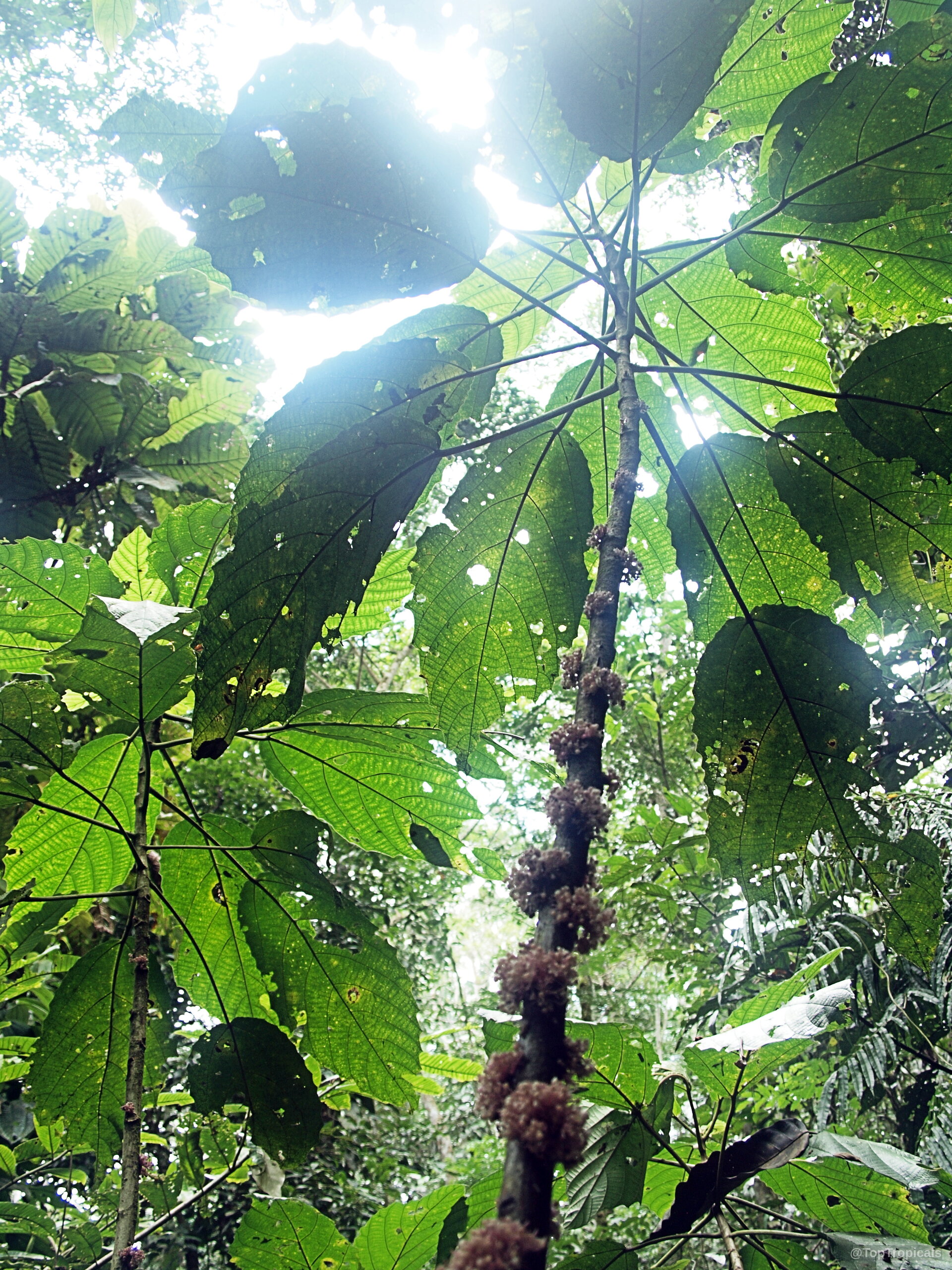 Urera baccifera (Ortiga Brava) stem with round pink fruit clusters beneath wide serrated green leaves. Urera baccifera (Ortiga Brava) green plant with pink fruit clusters on central stem branch.